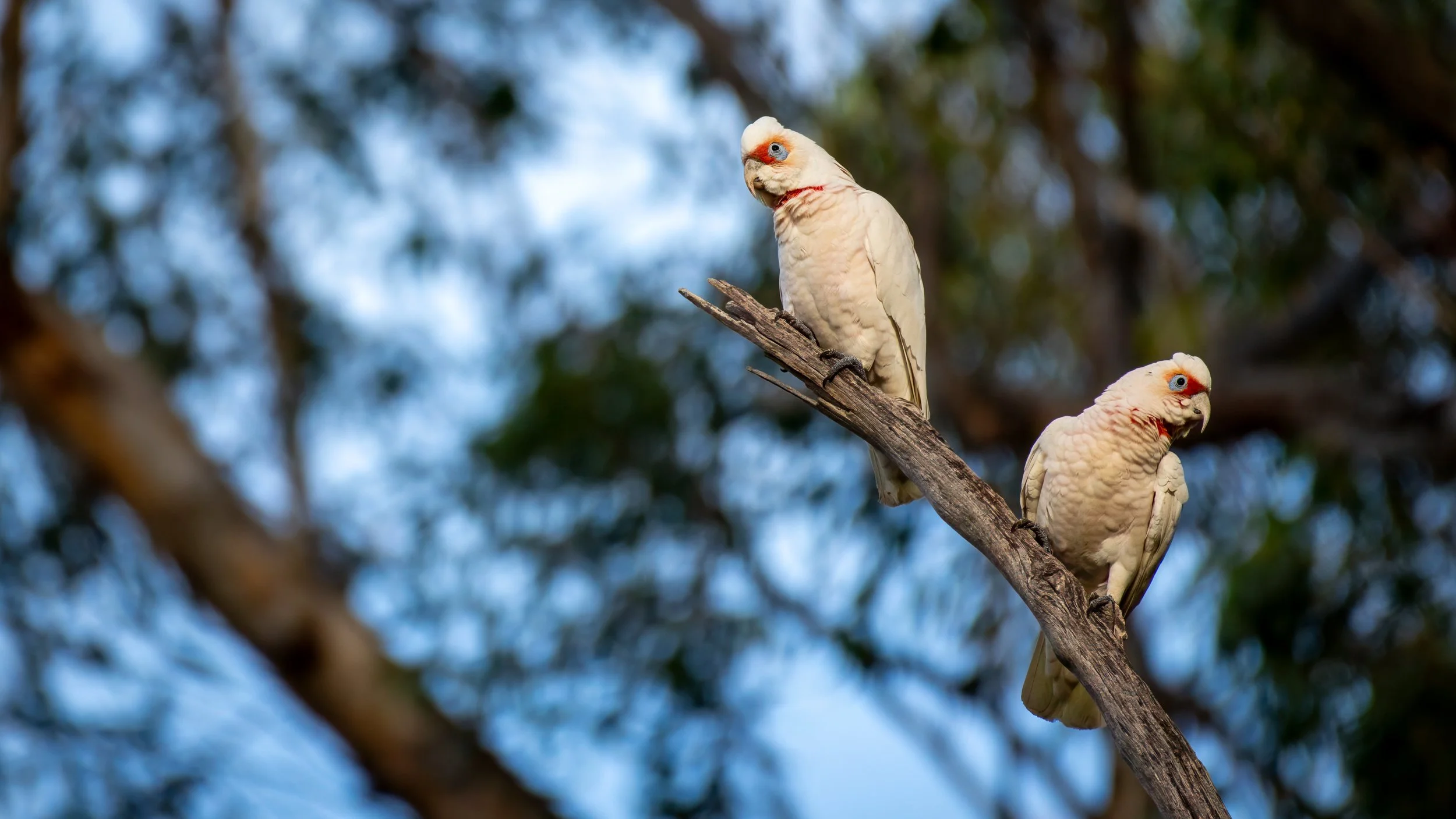 Long Billed Corella, Belair National Park, SA, Australia. July 2025.