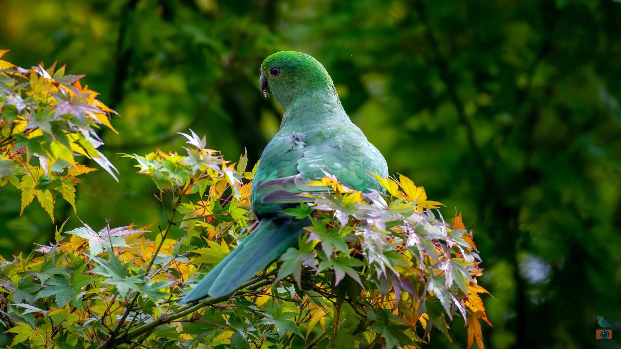King Parrot (Female), Katoomba, NSW, Australia. April 2025.