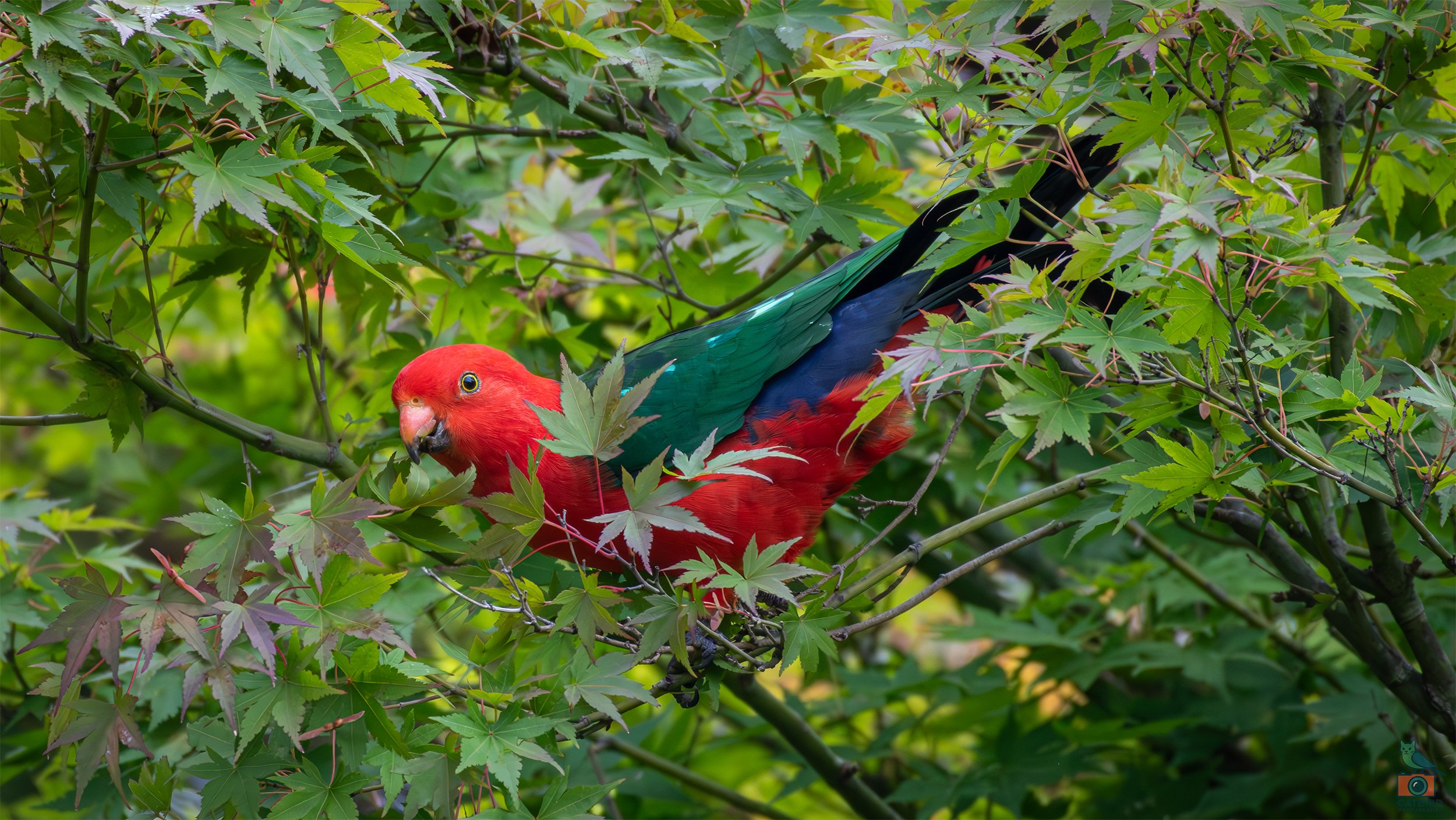 King Parrot (Male), Katoomba, NSW, Australia. April 2025.