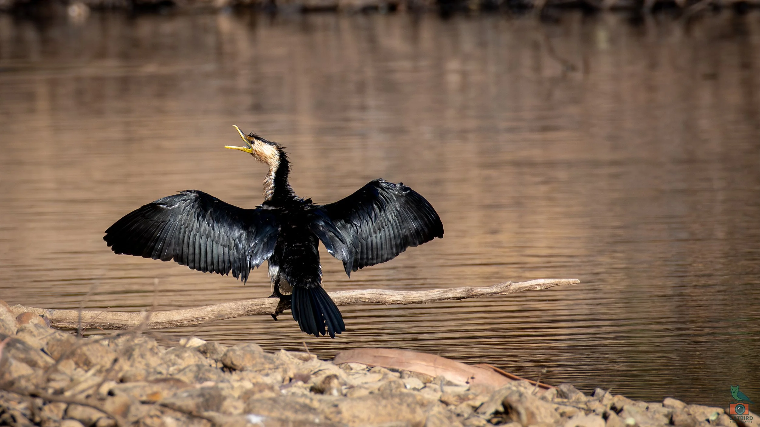 Little Pied Cormorant, Belair National Park, SA, Australia. February 2026.