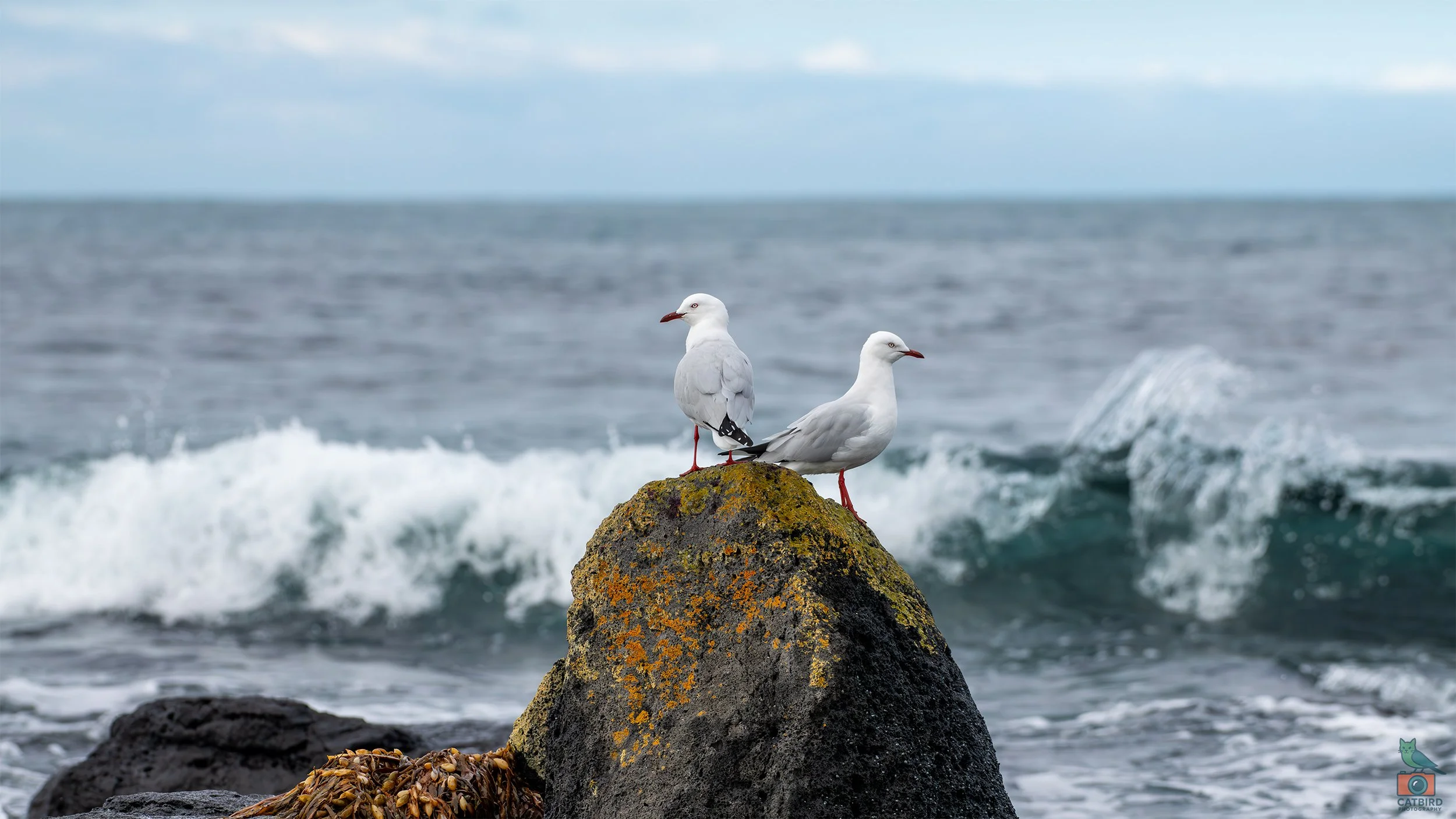 Silver Gull, Port Fairy, VIC, Australia. May 2026.