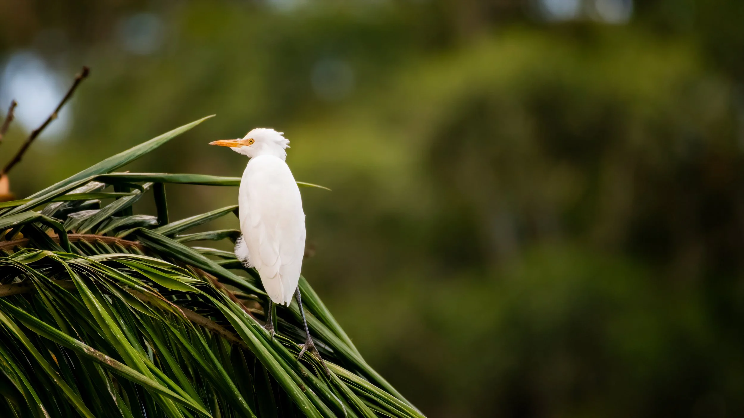 Cattle Egret, Wollongong, NSW, Australia. April 2025