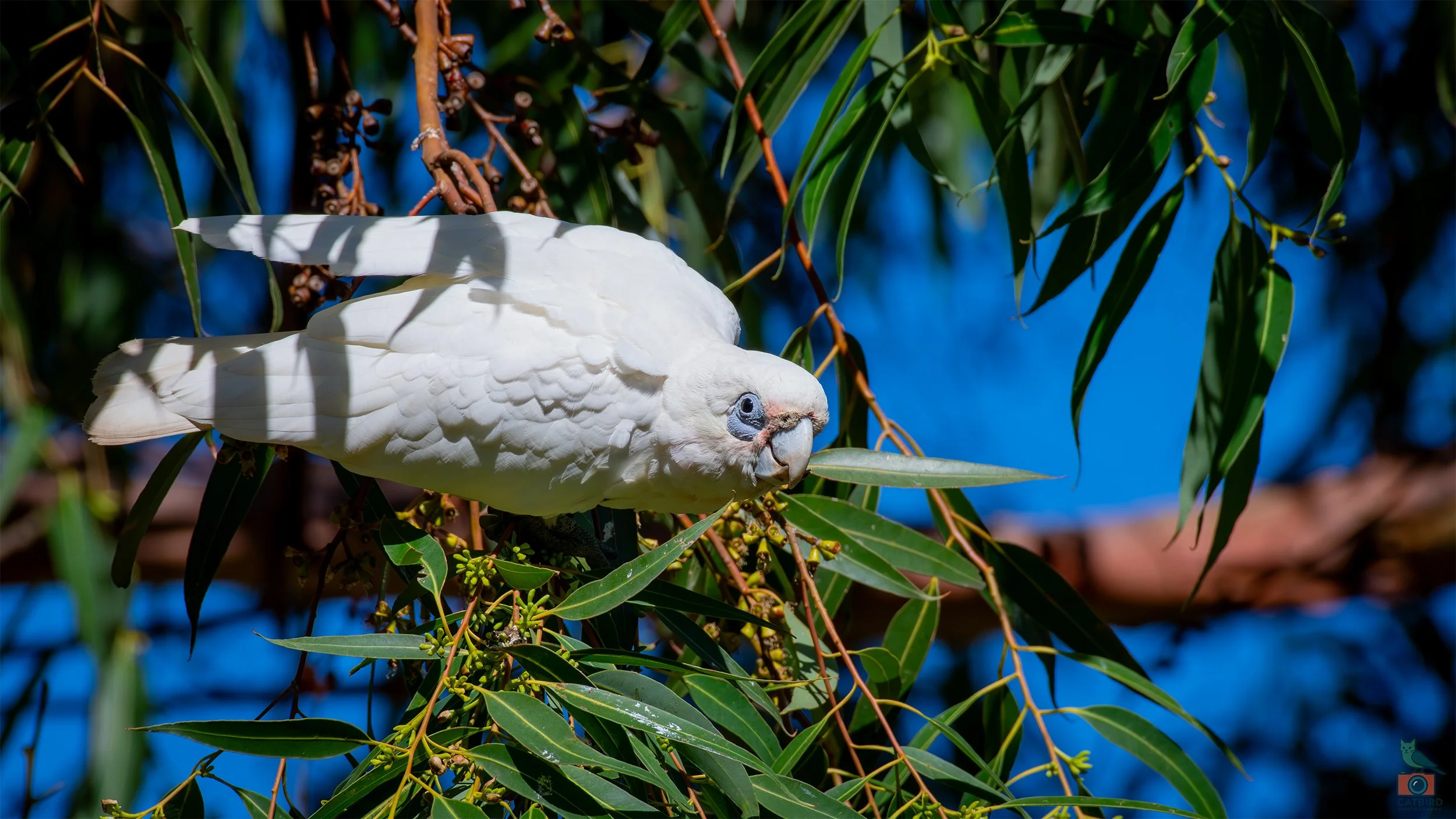 Little Corella, Mt Barker, SA, Australia. March 2026.