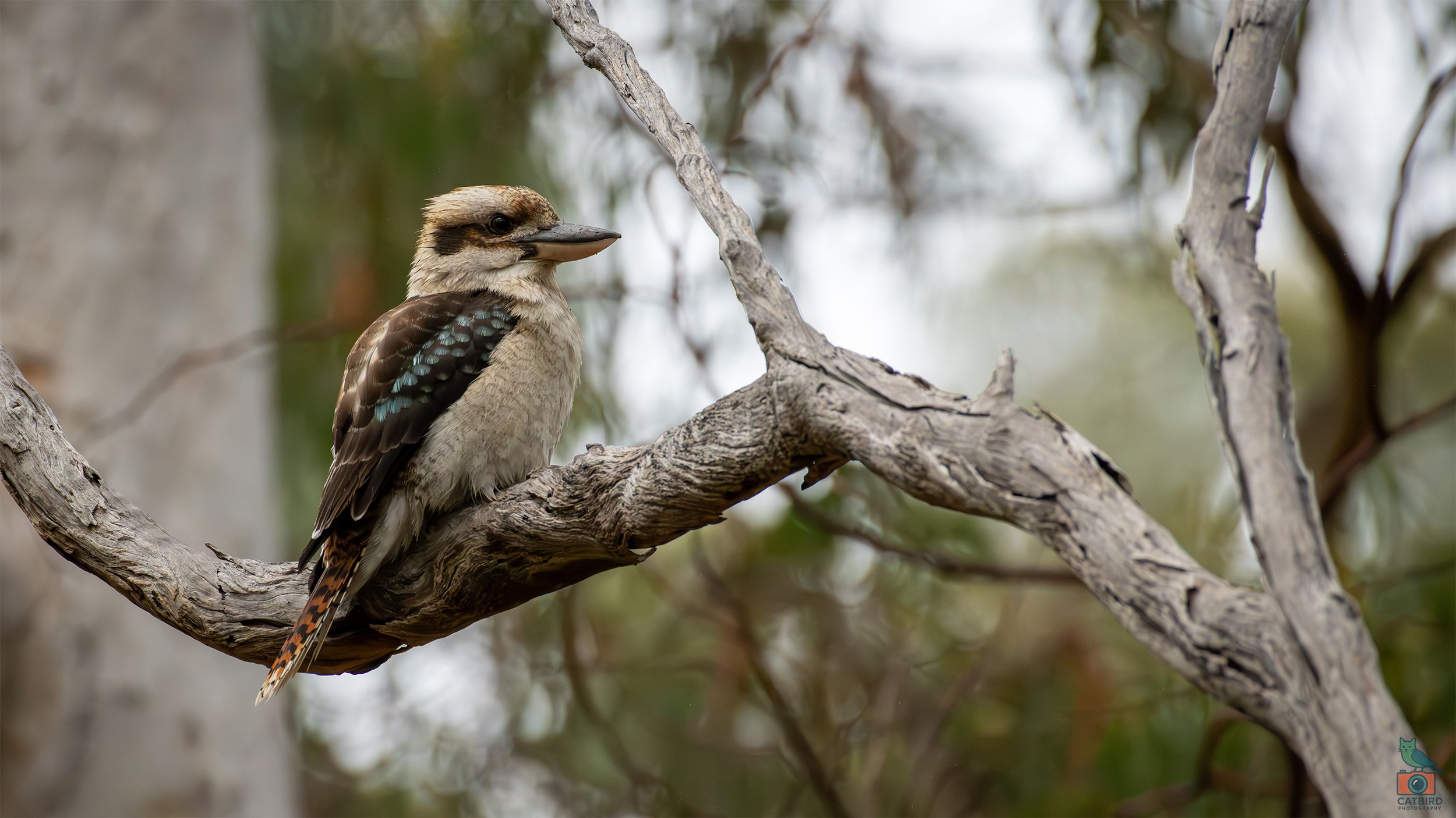 Kookaburra, Belair National Park, SA, Australia. March 2026.