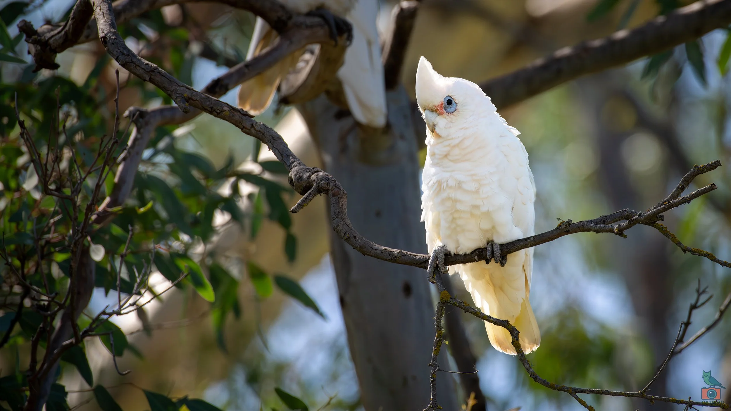 Little Corella, Mt Barker, SA, Australia. March 2026.