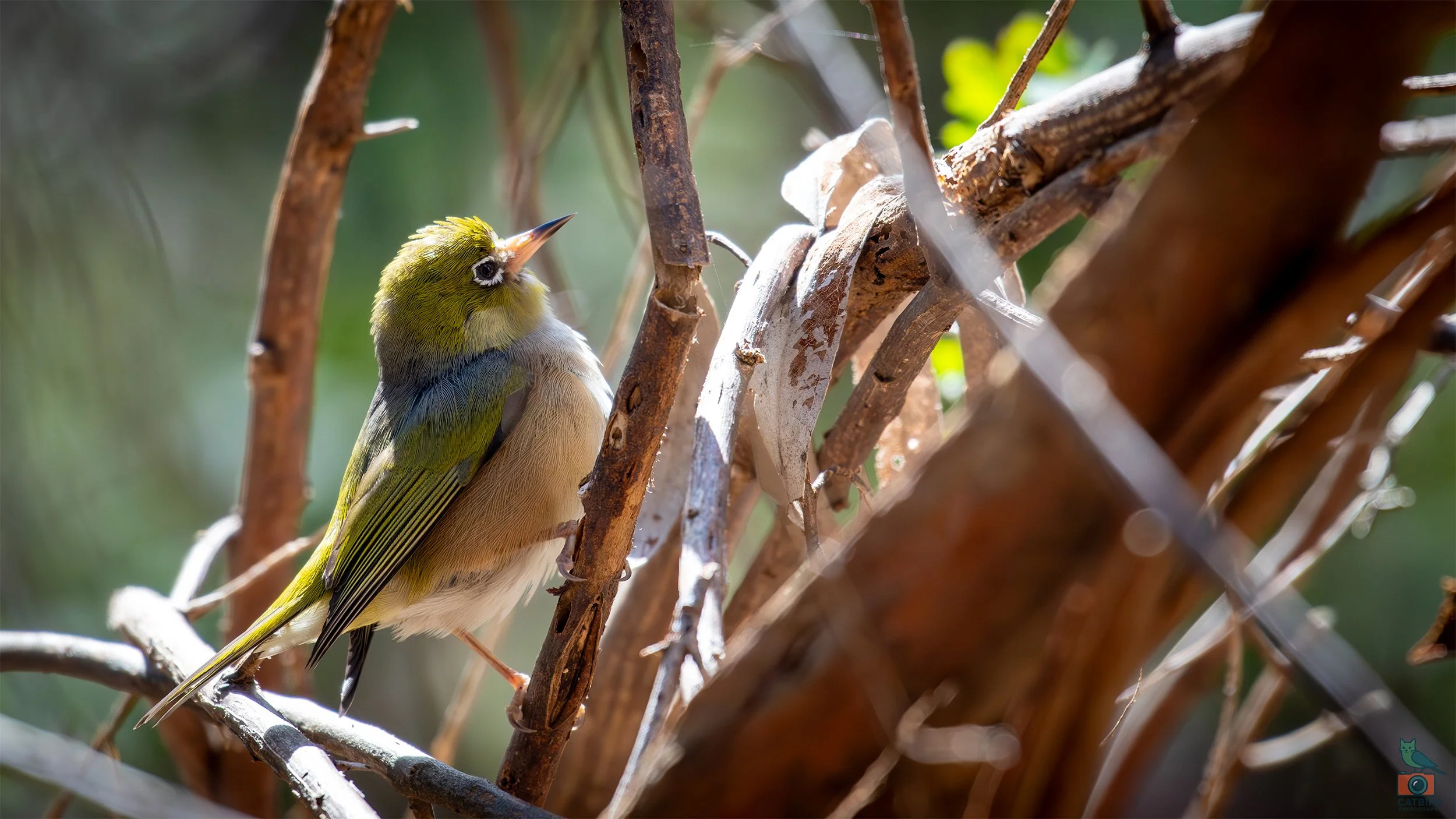 Silvereye, Belair National Park, SA, Australia. July 2025.
