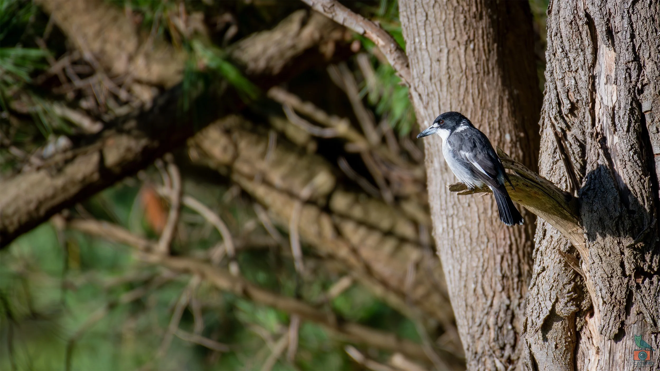 Grey Butcherbird, Gippsland, VIC, Australia. April 2026.