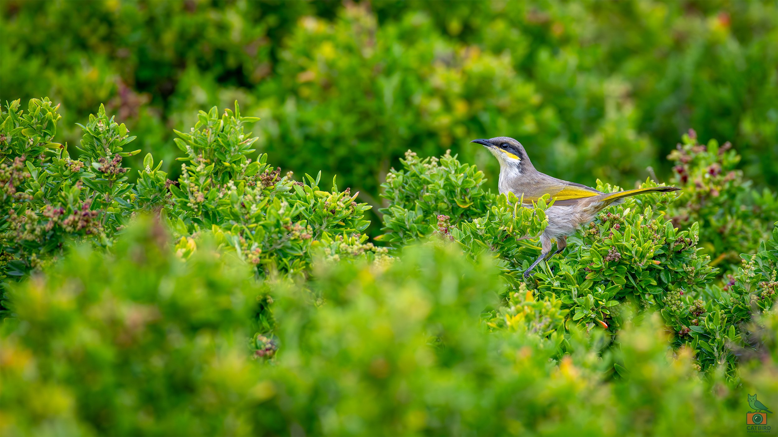 Singing Honey Eater, Port Fairy, VIC, Australia. May 2026.