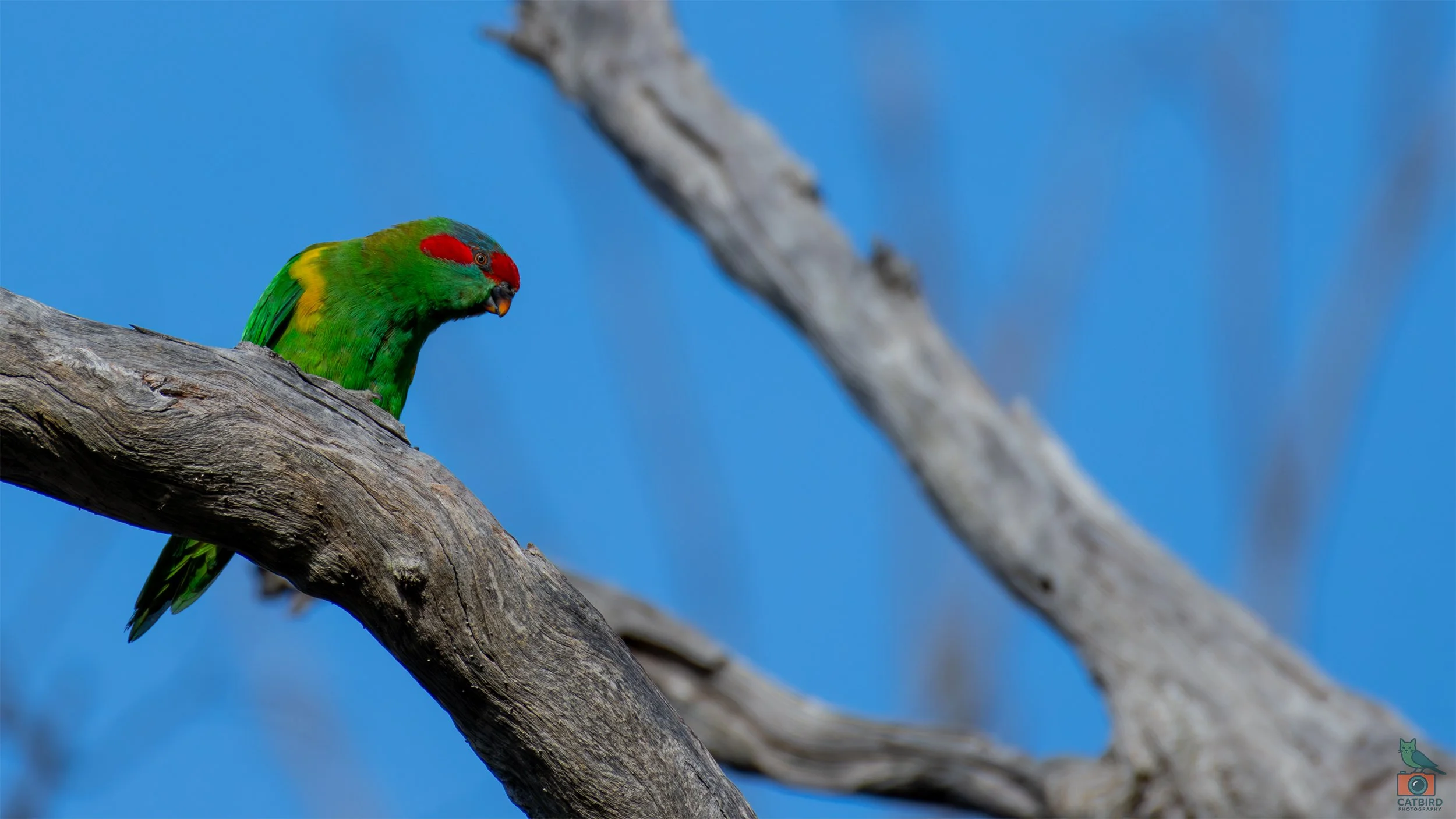 Musk Lorikeet, Belair National Park, SA, Australia. July 2025.