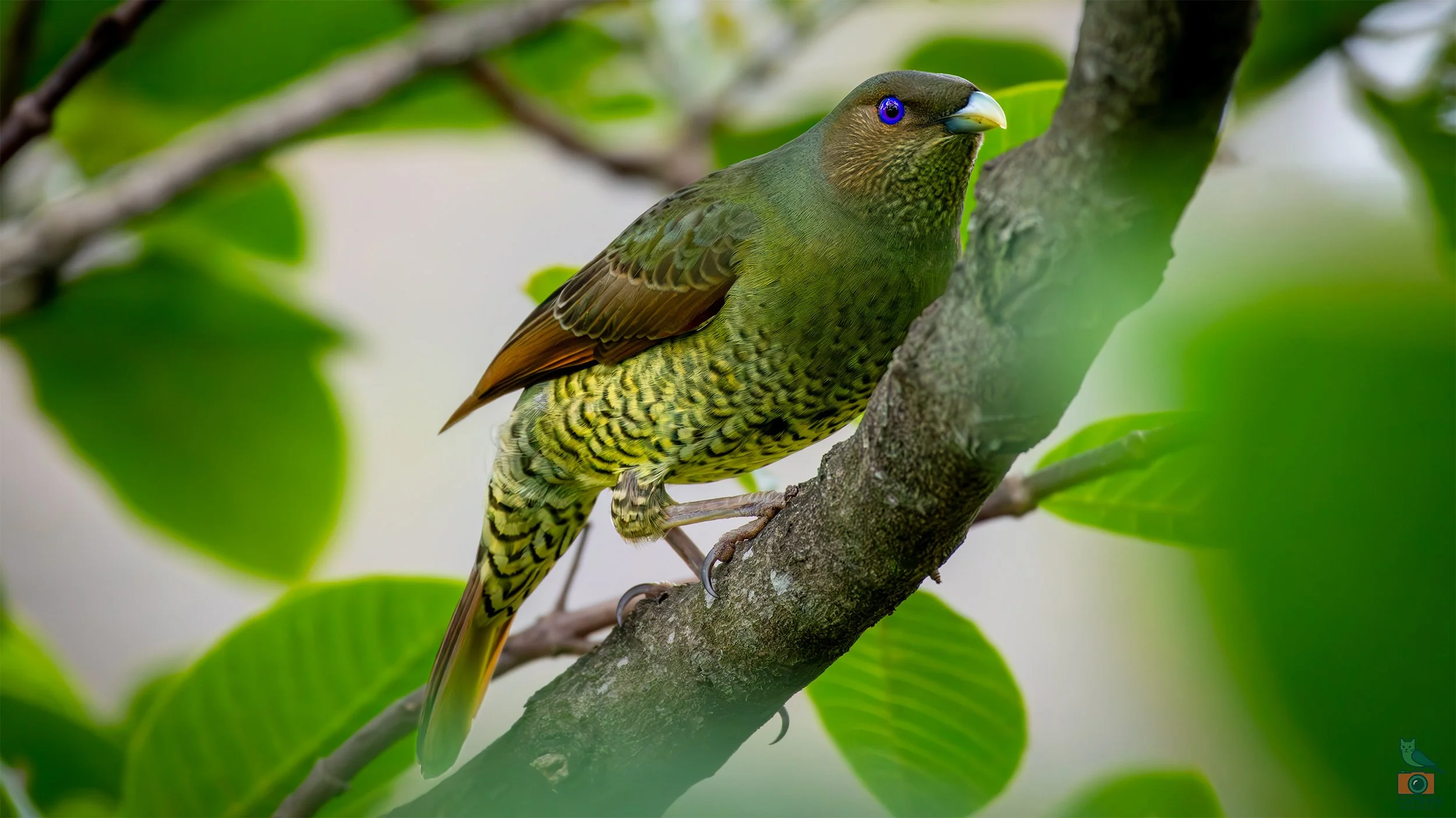 Satin Bowerbird (Female), Wollongong, NSW, Australia. April 2025.