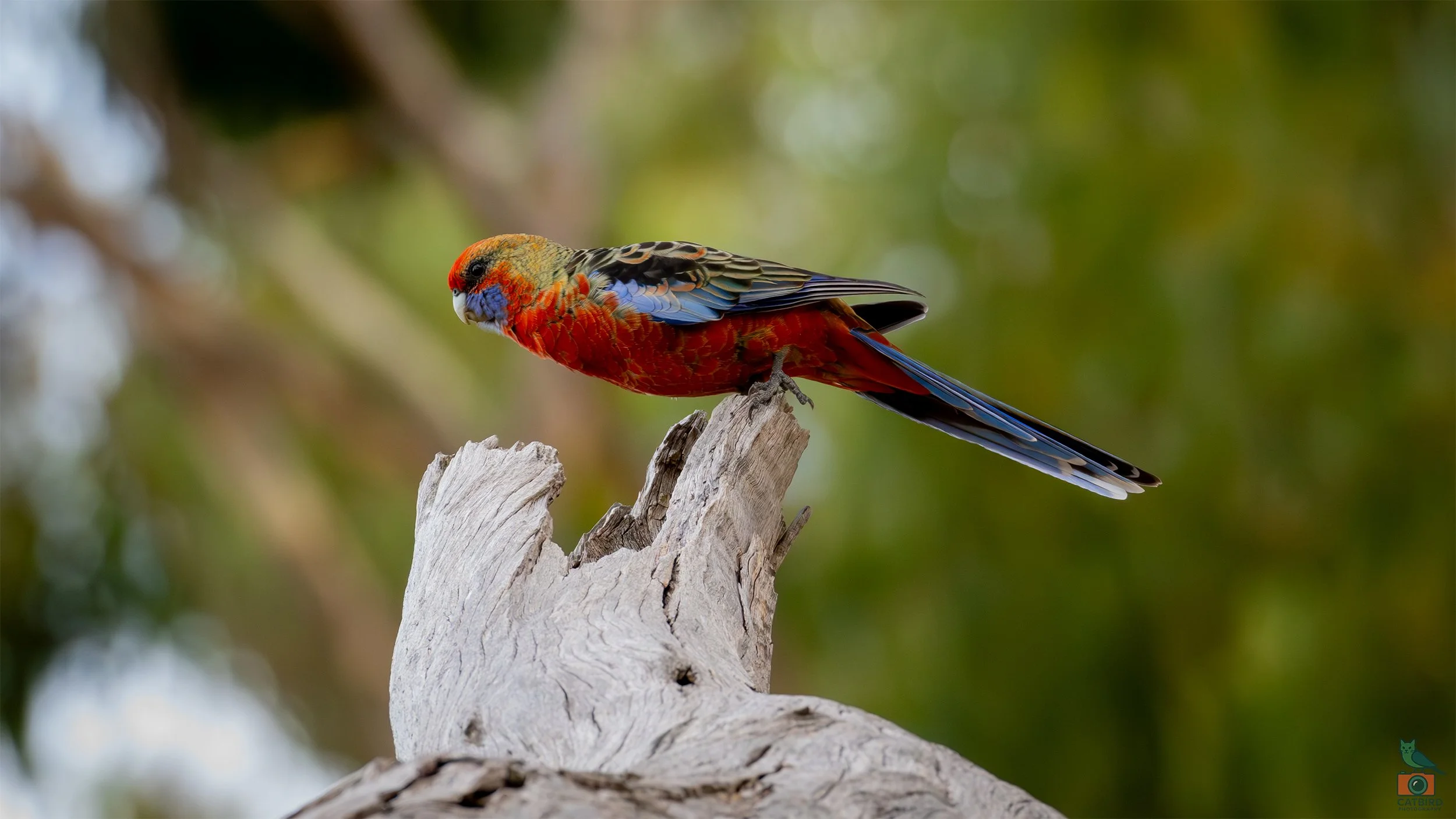 Adelaide Rosella, Belair National Park, SA, Australia. March 2026.