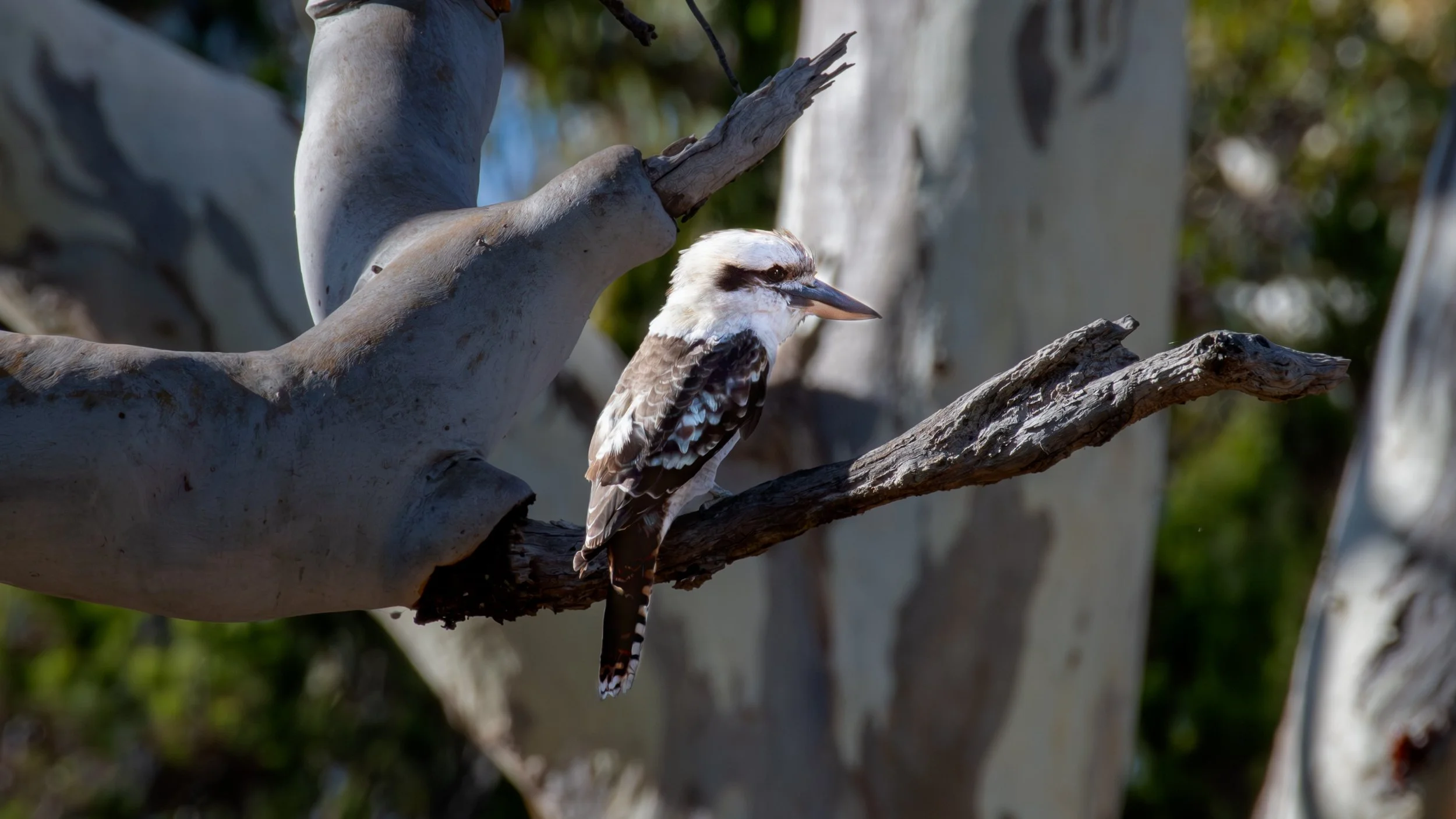 Kookaburra, Belair National Park, SA Australia. March 2025.
