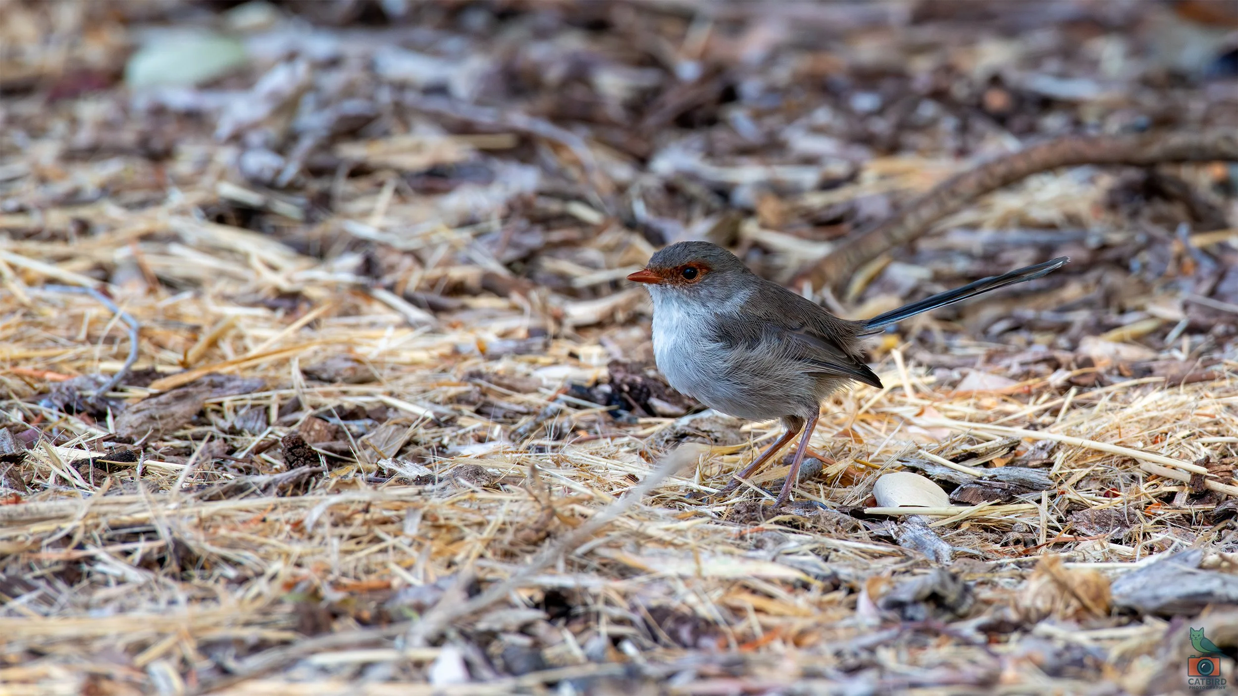 Superb Fairy Wren (Female), Laratinga Wetlands, SA, Australia. February 2026.