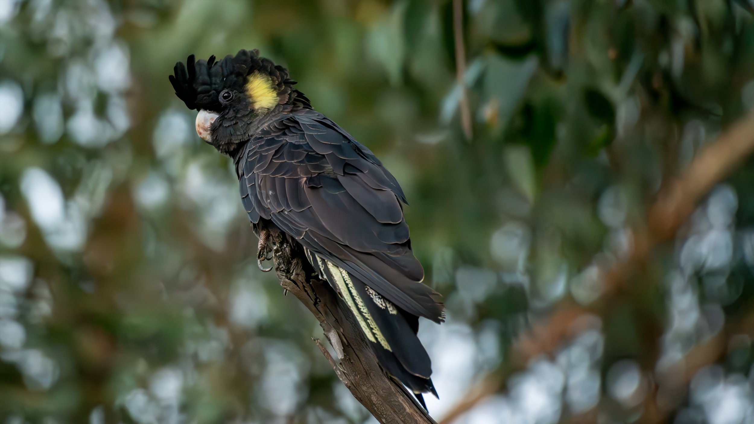 Yellow Tailed Black Cockatoo, Mt Lofty National Park, SA Australia. March 2025.