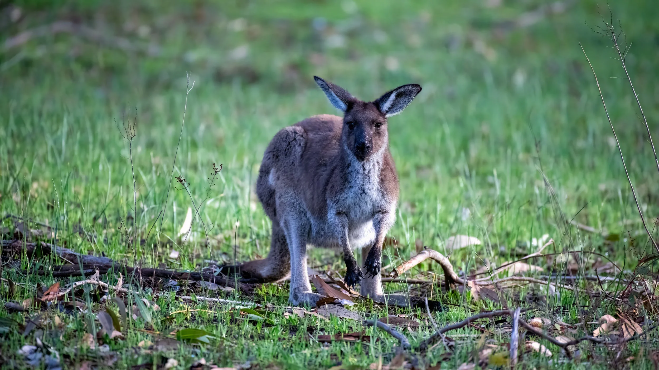 Western Grey Kangaroo, Belair National Park, SA, Australia. July 2025.