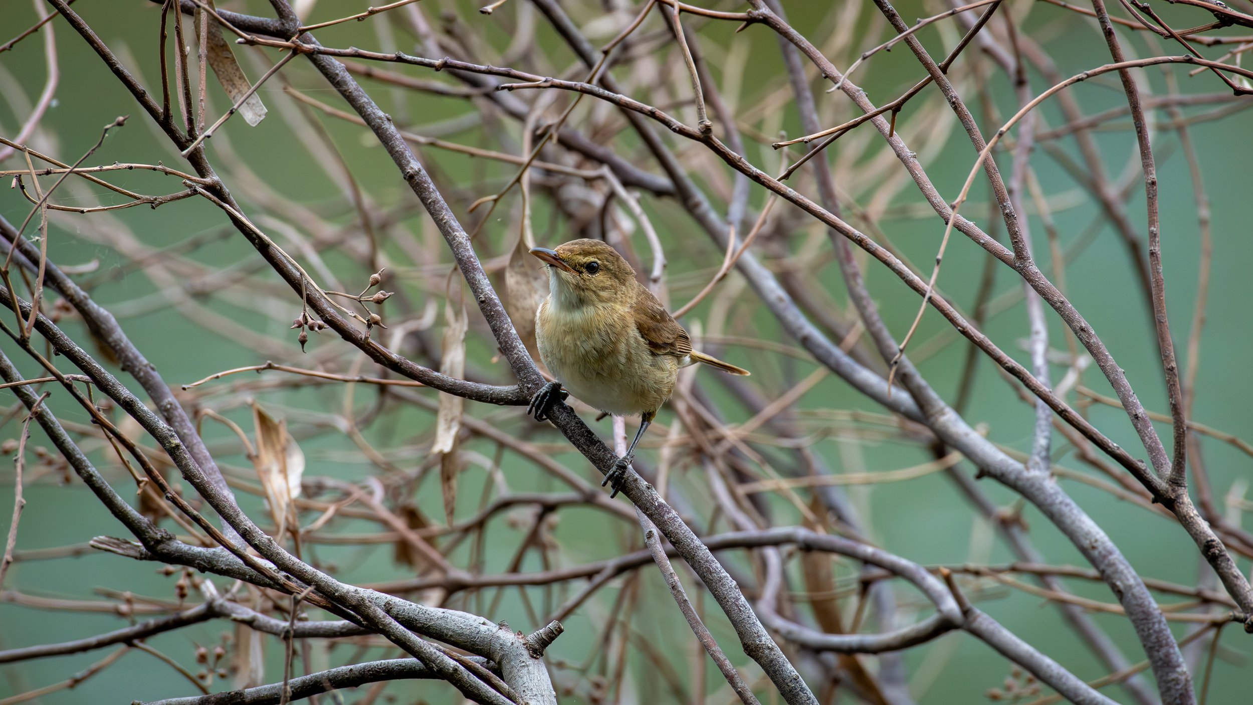 Reed Warbler, Laratinga Wetlands, SA, Australia. February 2026.