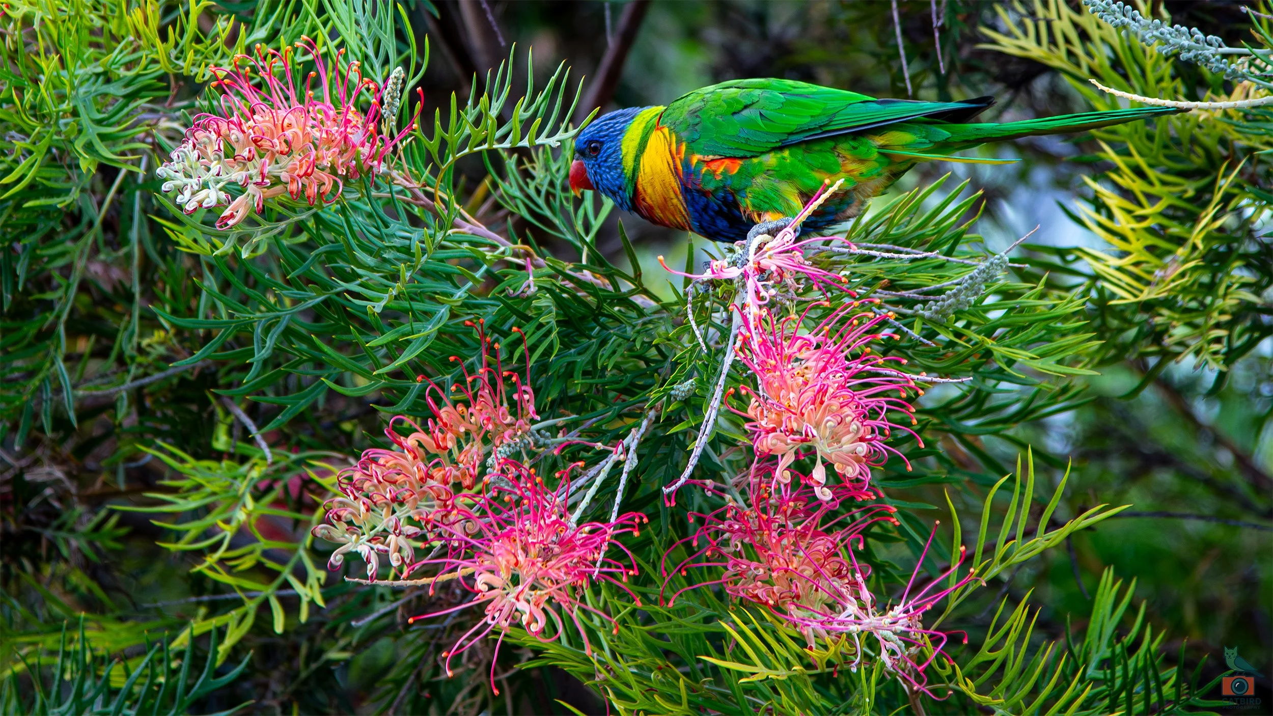 Rainbow Lorikeet, Glenelg North, SA, Australia. January 2025.