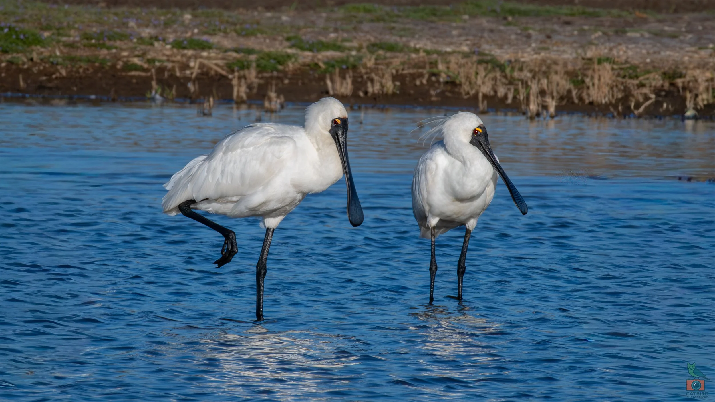 Royal Spoonbills, Greenfields Wetlands, SA, Australia. March 2025.