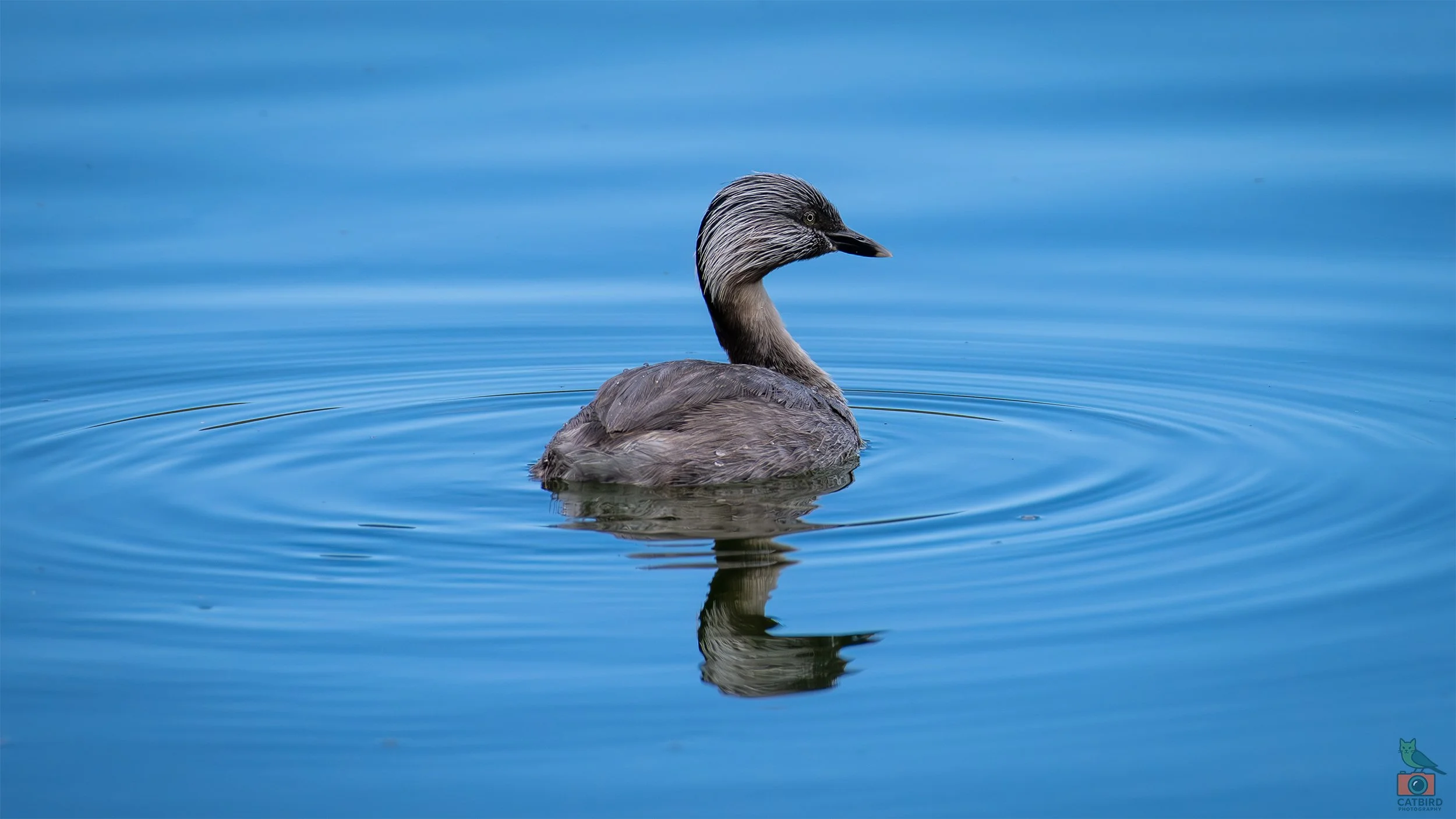 Hoary Headed Grebe, Laratinga Wetlands, SA, Australia. February 2026.