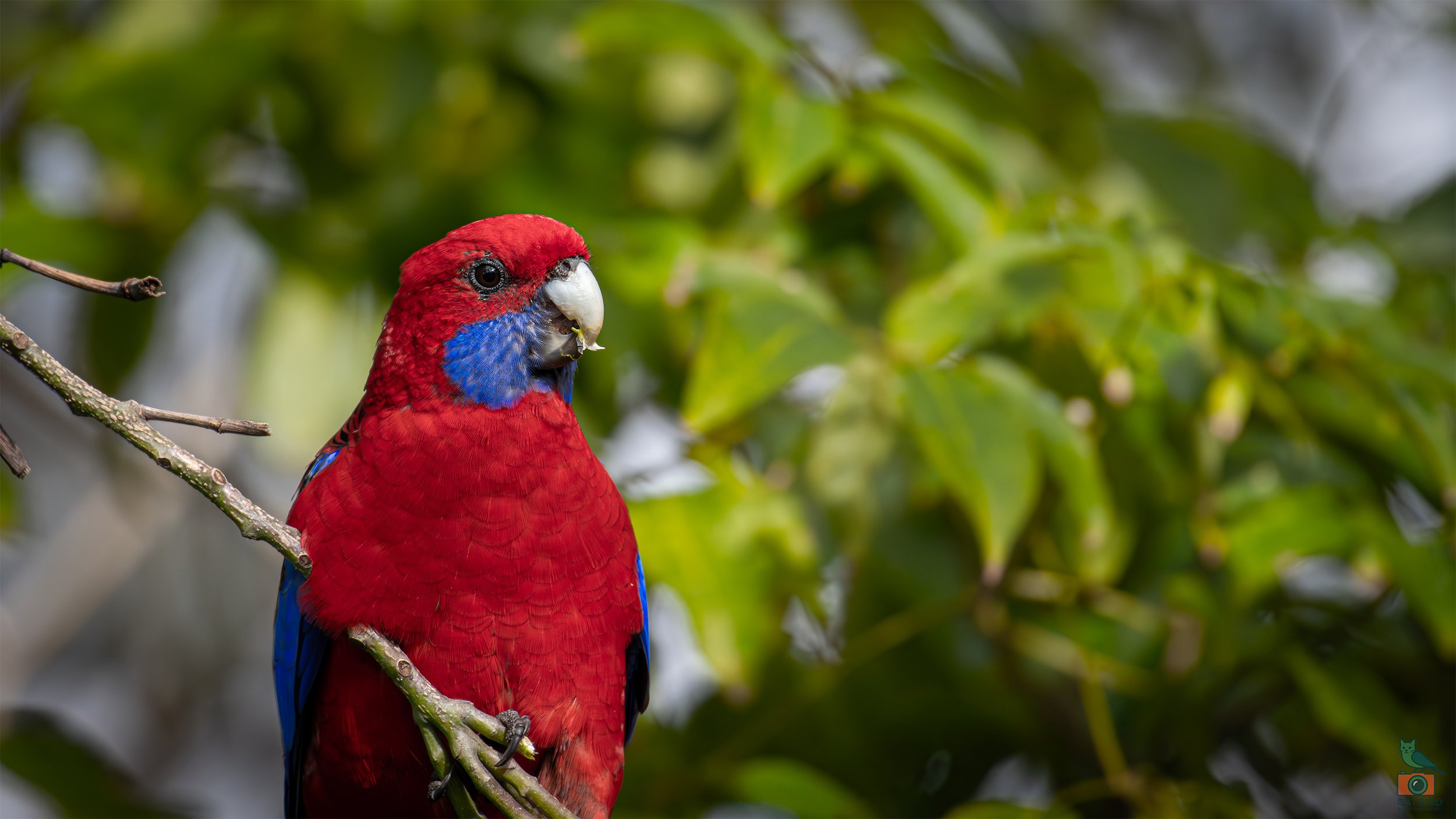 Crimson Rosella, Wollongong, NSW, Australia. April 2025.