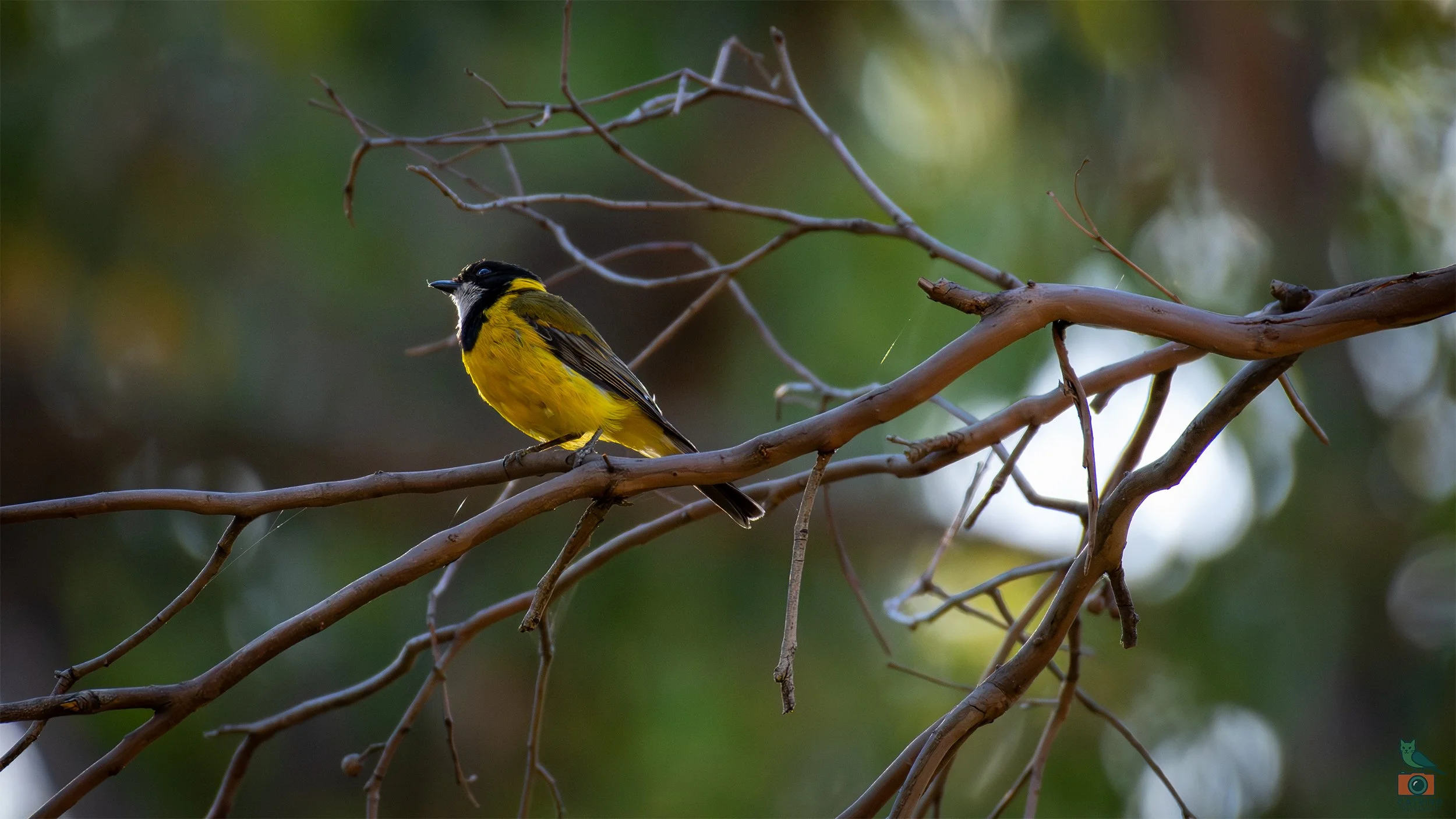 Golden Whistler, Mt Lofty National Park, SA Australia. January 2026.