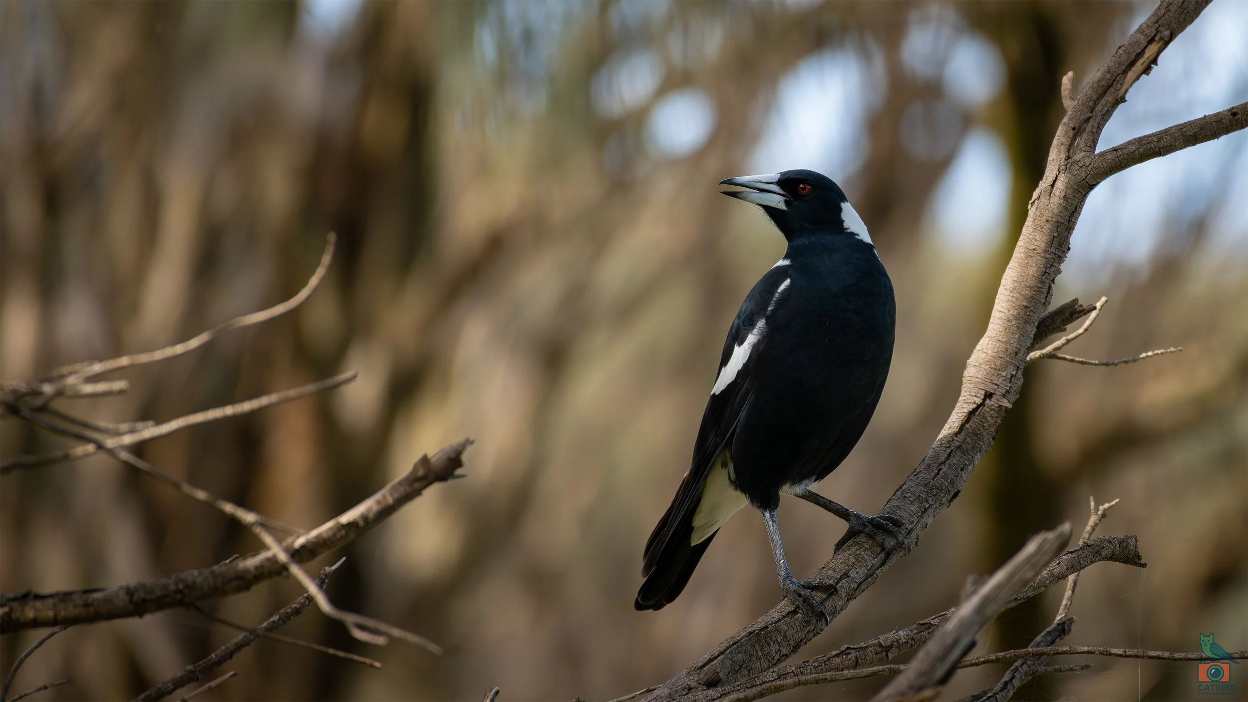 Australian Magpie, Tower Hill, VIC, Australia. April 2026.