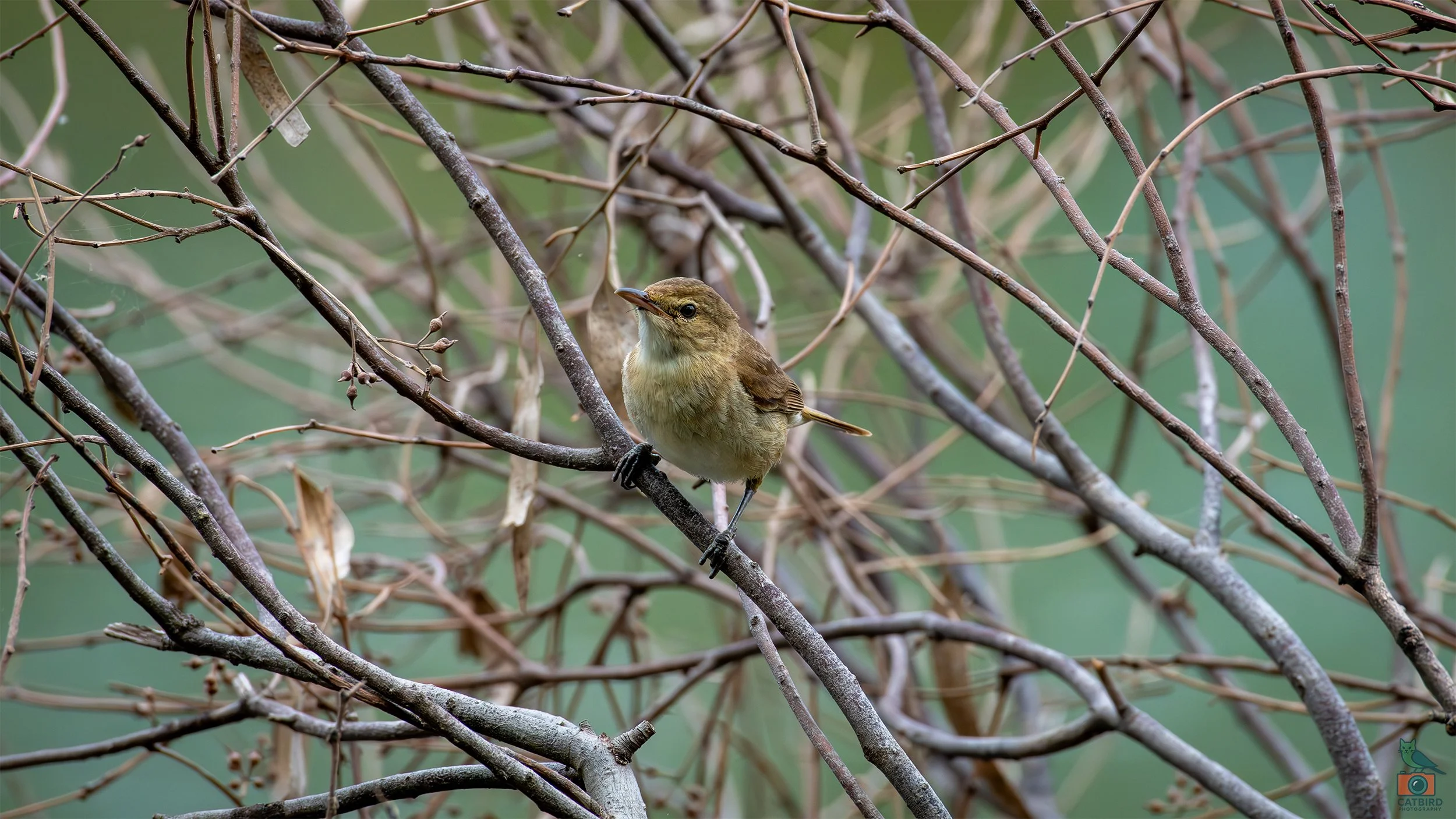 Reed Warbler, Laratinga Wetlands, SA, Australia. February 2026.