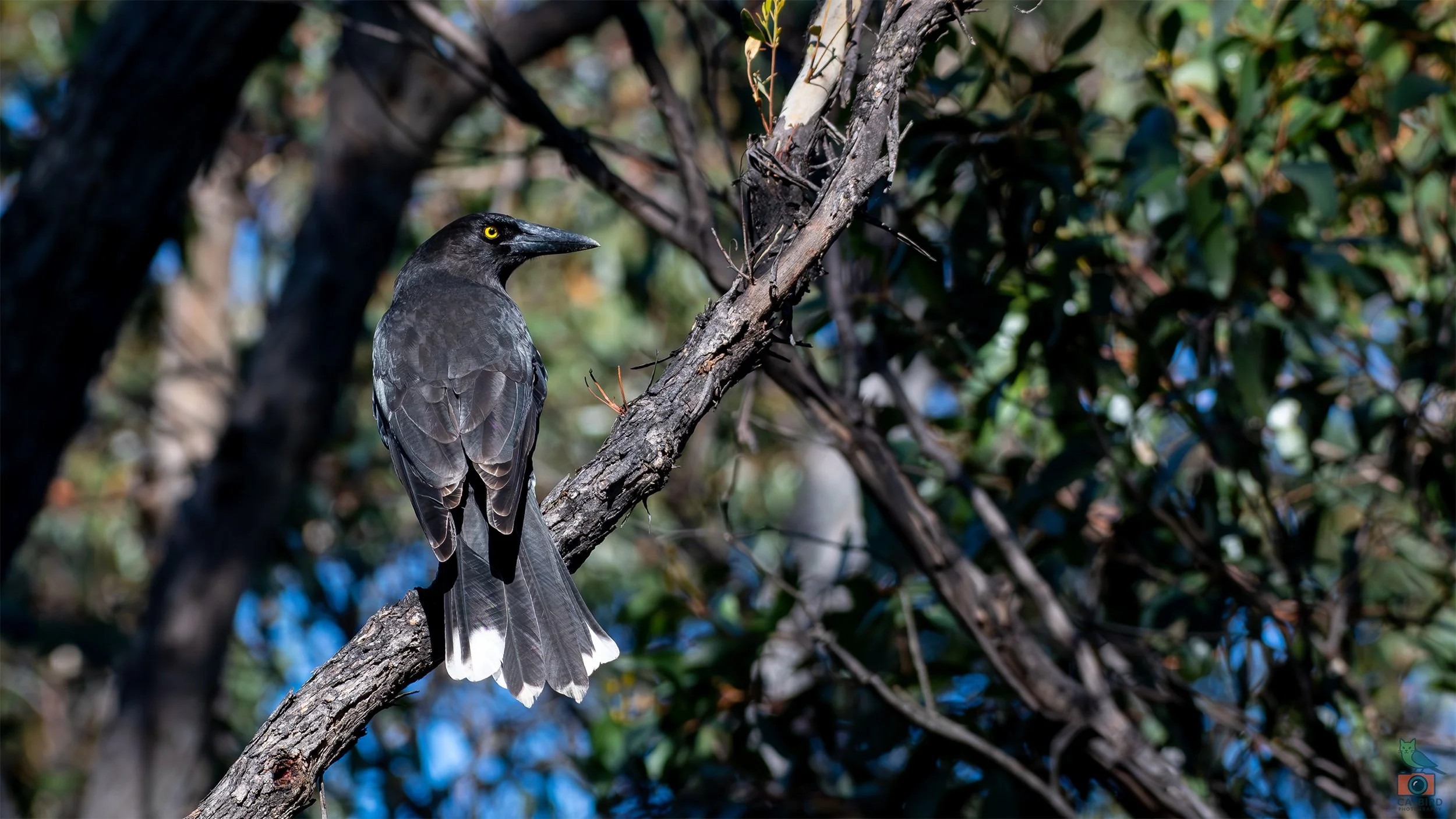 Pied Currawong, Mt Lofty National Park, SA Australia. May 2026.