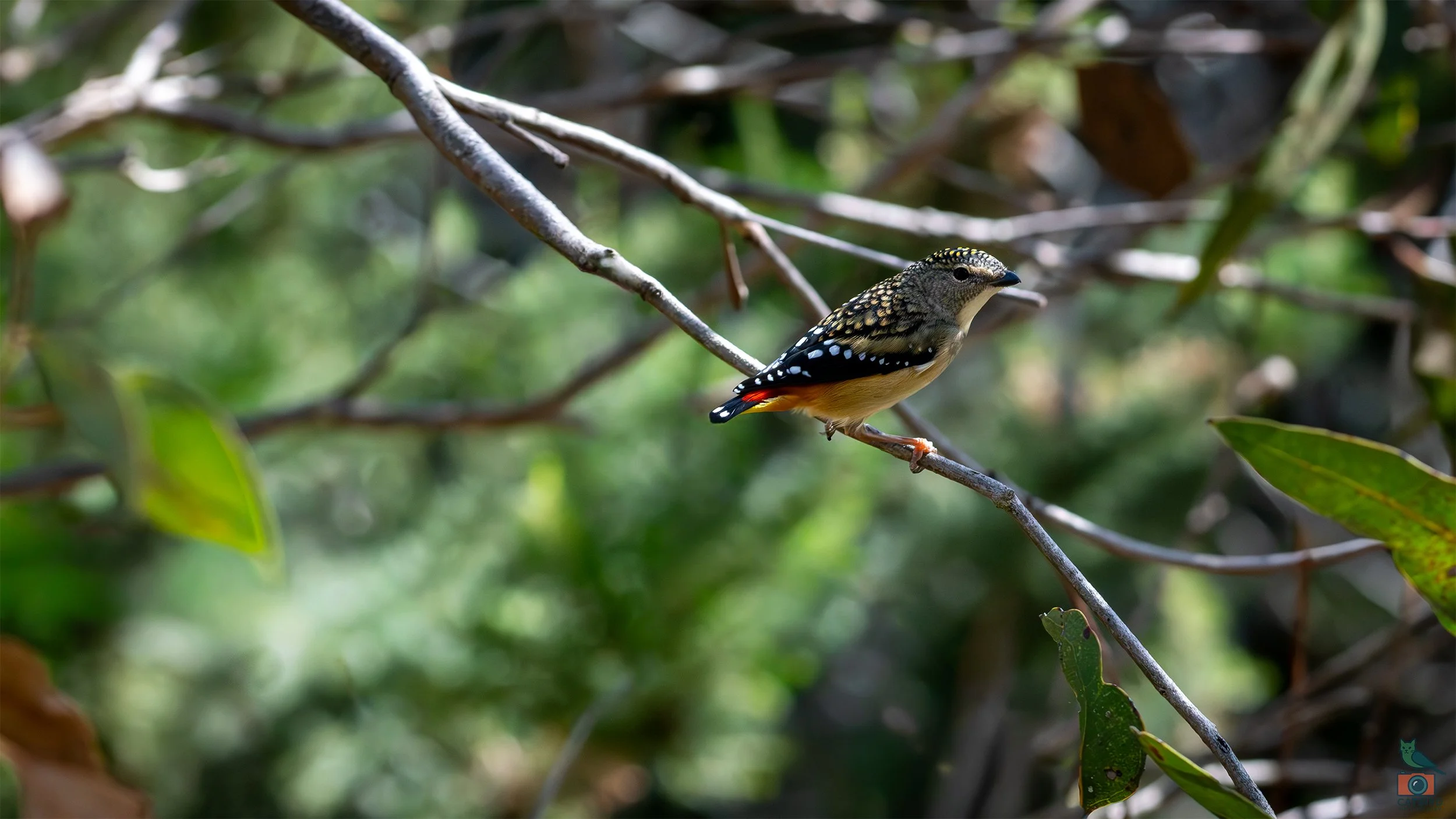 Spotted Pardalote, Mt Lofty National Park, SA Australia. May 2026.