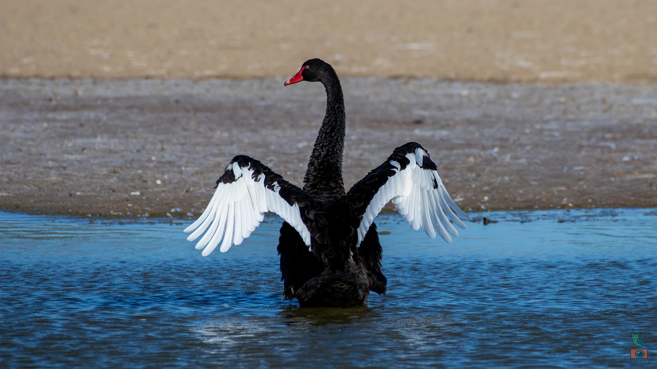 Black Swan, Greenfields Wetlands, SA, Australia. March 2026.