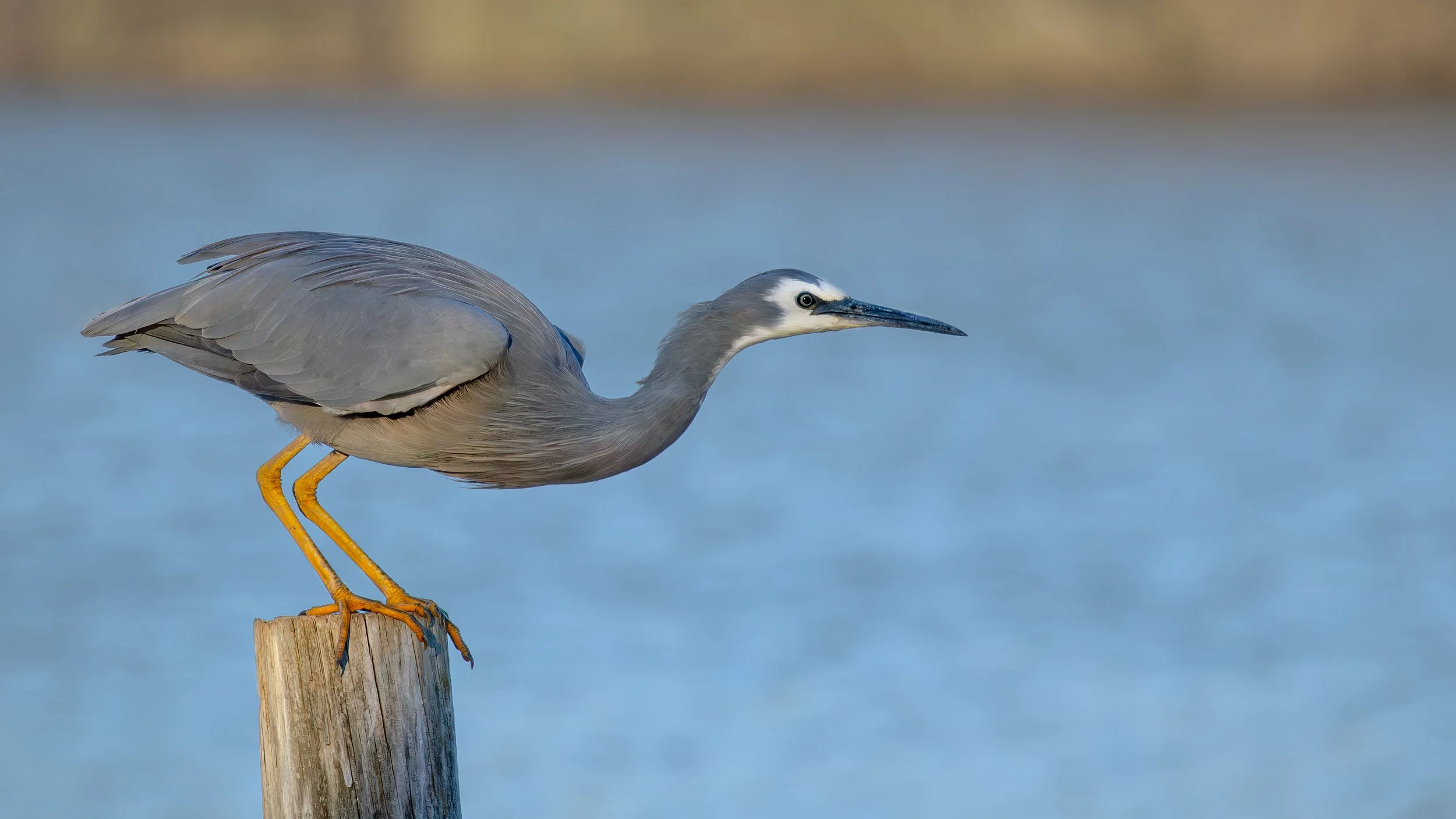 White Faced Heron, Greenfields Wetlands, SA, Australia. March 2025