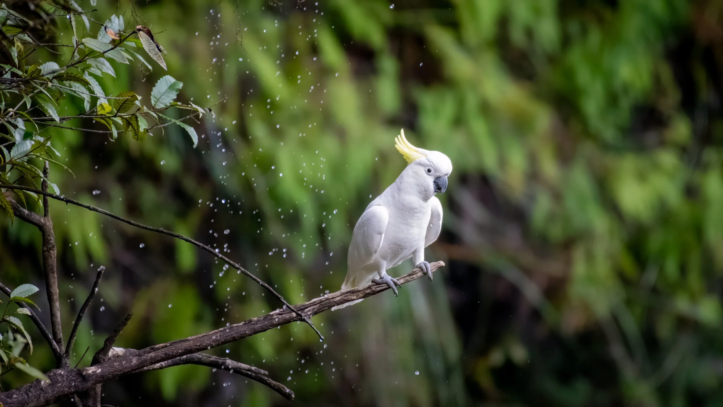 Sulphur Crested Cockatoo, Katoomba, NSW, Australia. April 2025.