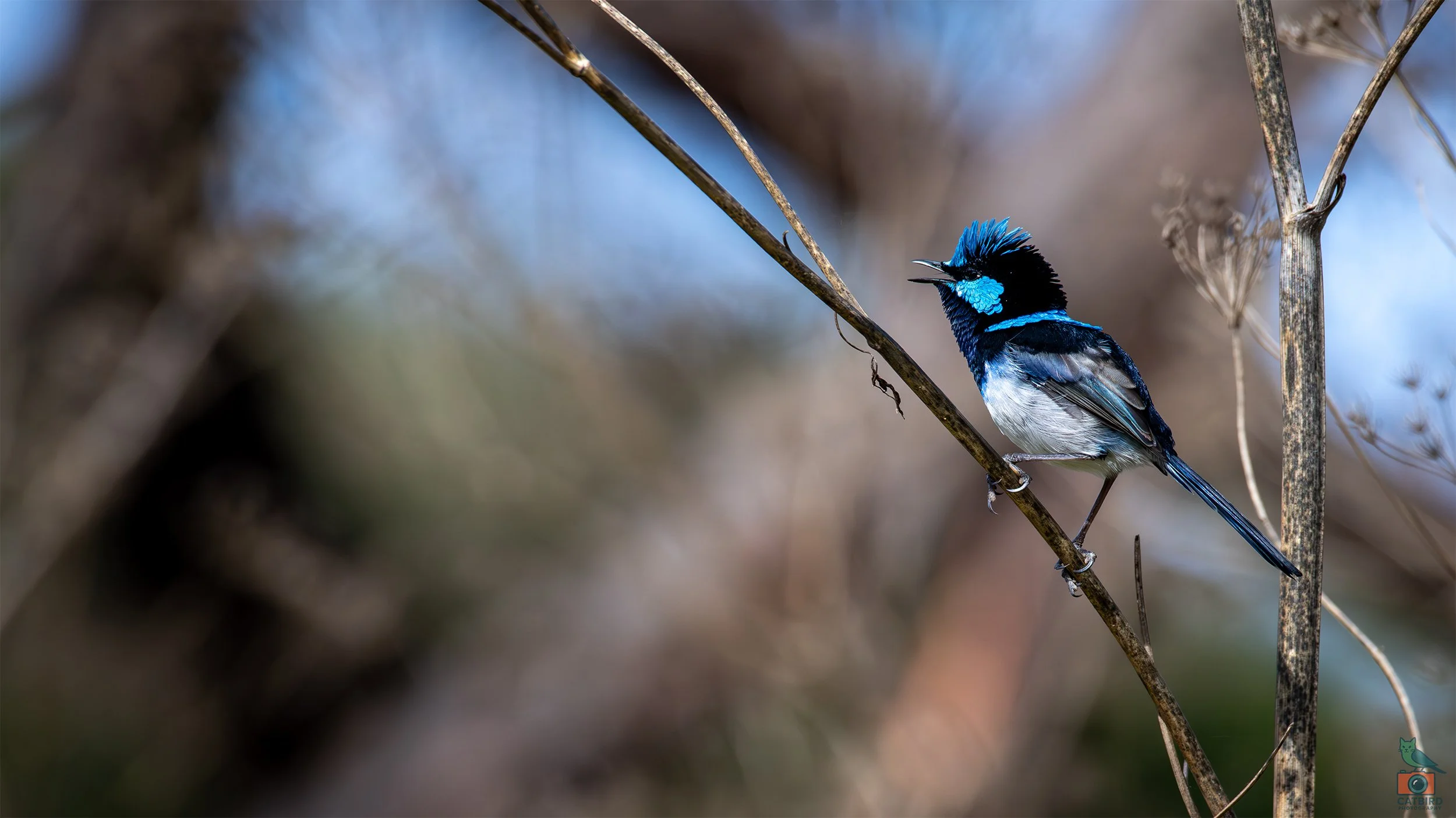 Superb Fairy Wren, Tower Hill, VIC, Australia. April 2026.