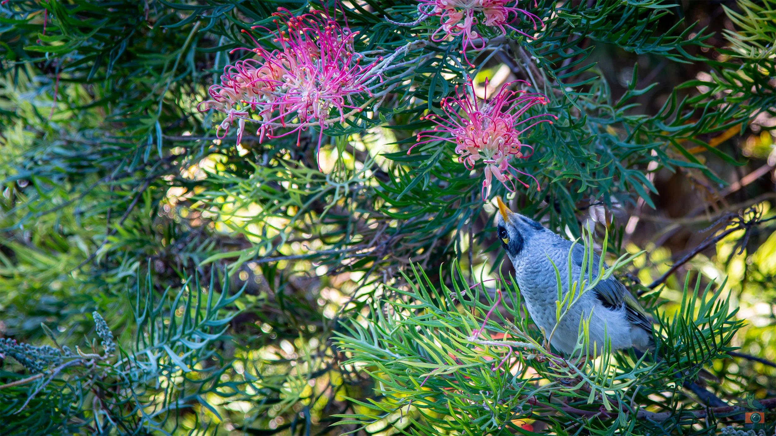 Noisy Minah, Glenelg North, SA, Australia. January 2025.