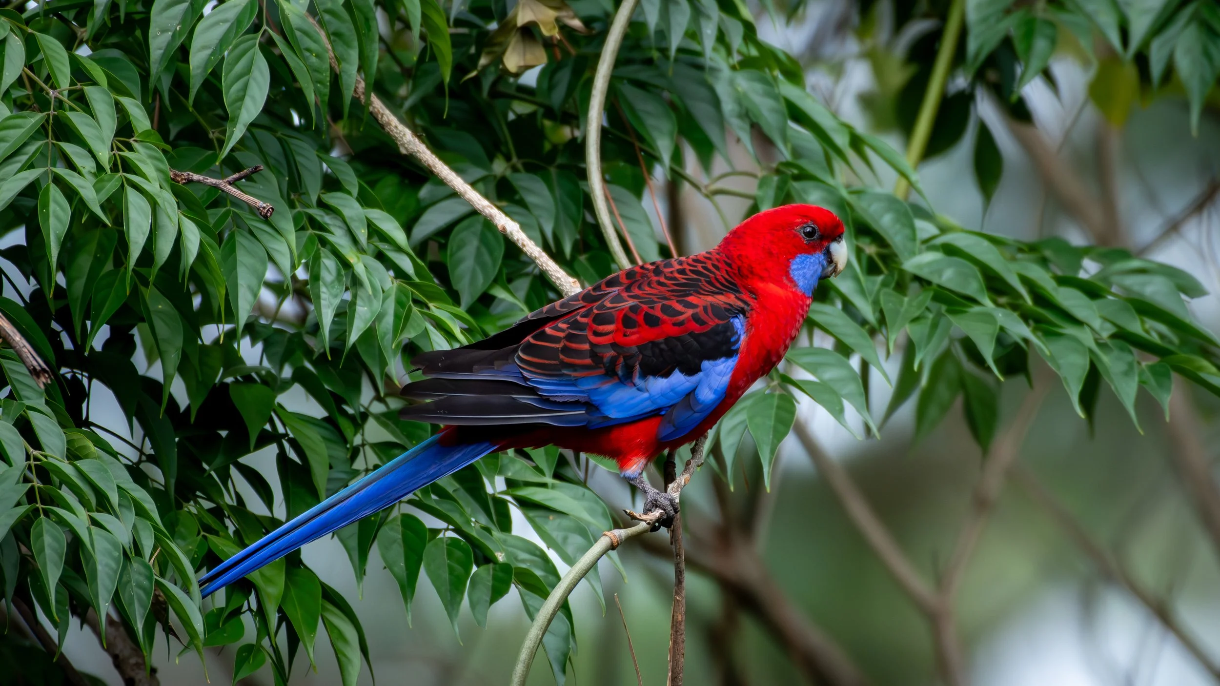 Crimson Rosella, Wollongong, NSW, Australia. April 2025.