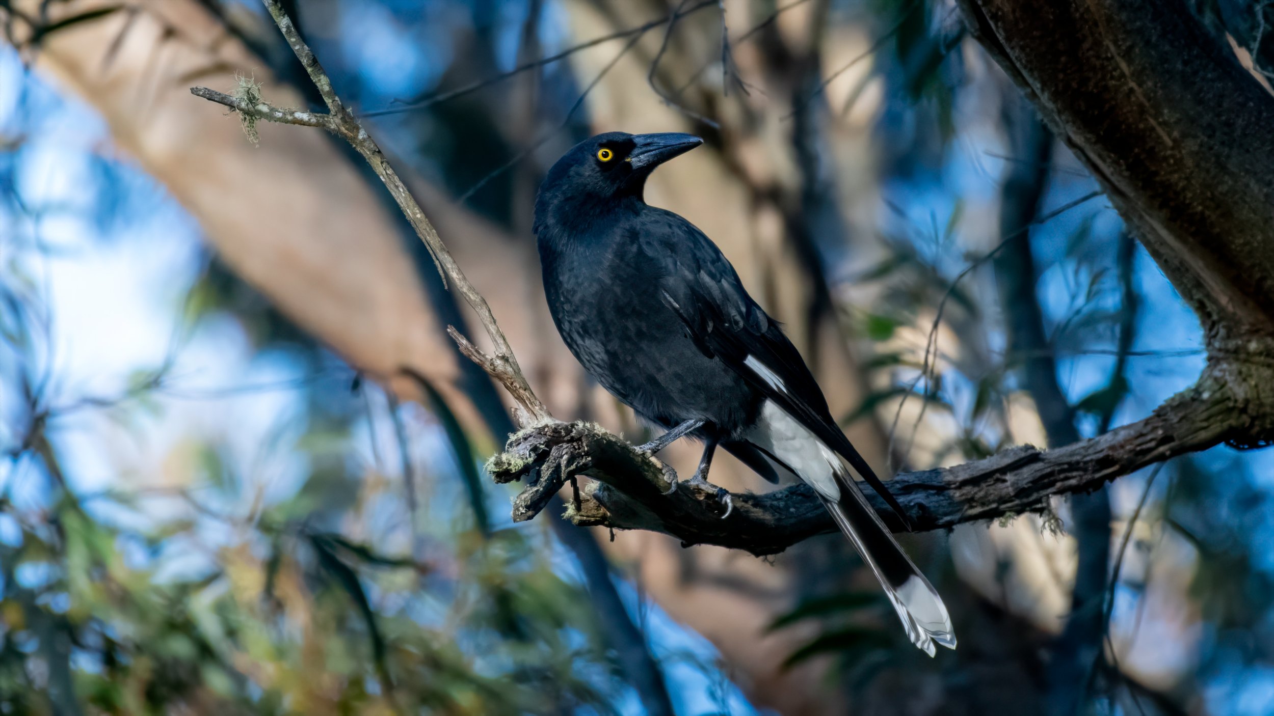 Pied Currawong, Katoomba, NSW, Australia. April 2025.