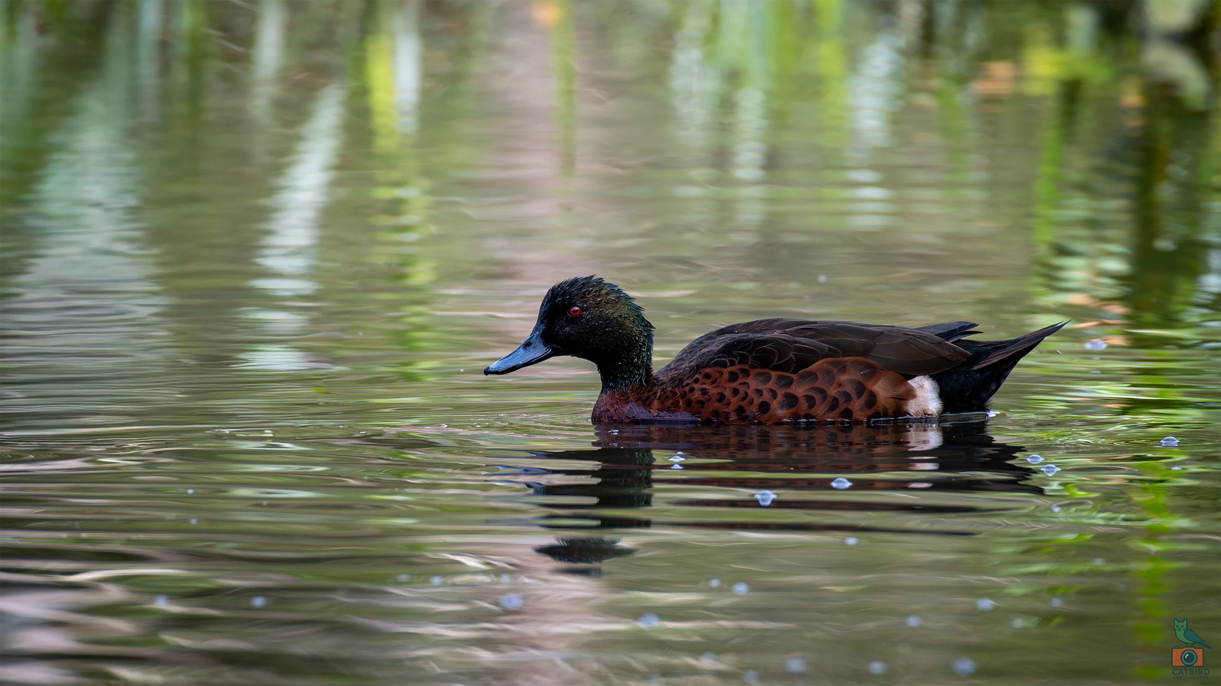 Chestnut Teal, Laratinga Wetlands, SA, Australia. February 2026.