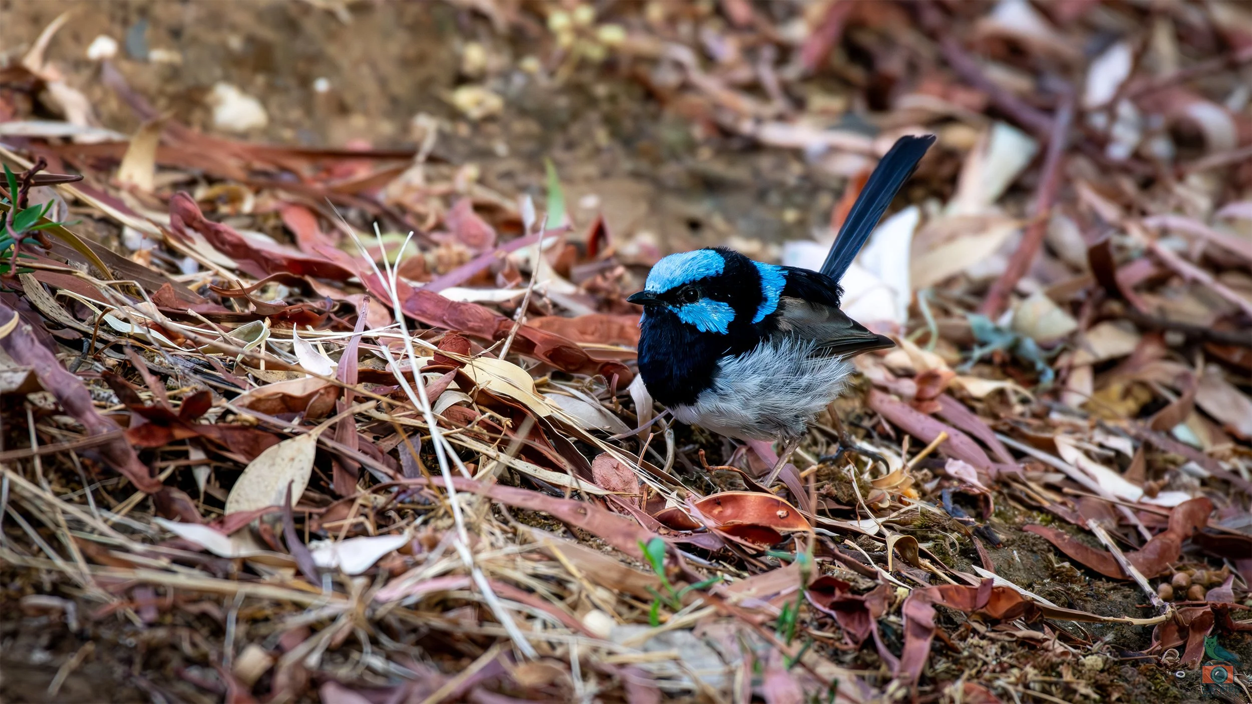 Superb Fairy Wren, Laratinga Wetlands, SA, Australia. February 2026.