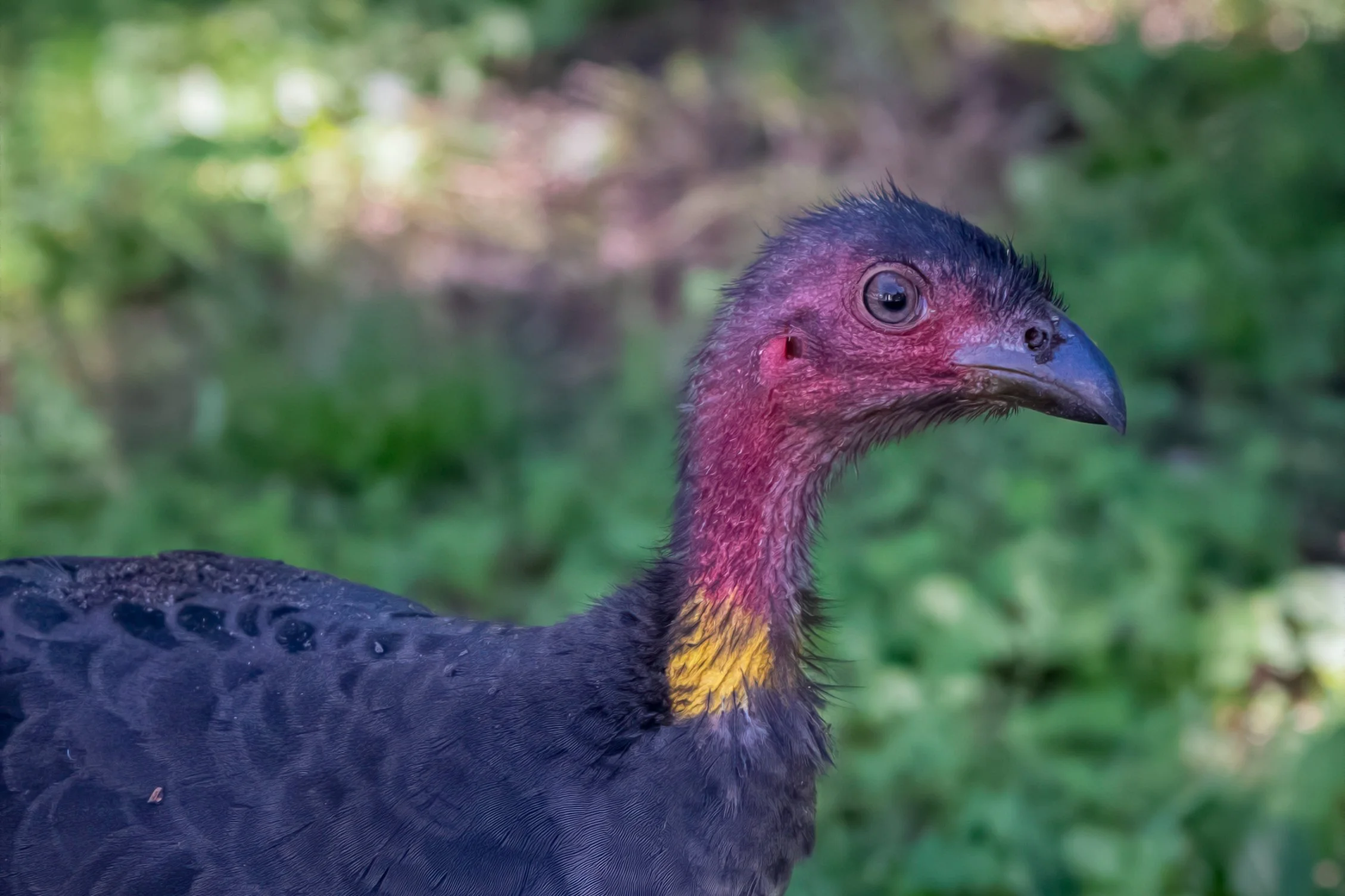 Brush Turkey, Brisbane, QLD, Australia. April 2025.