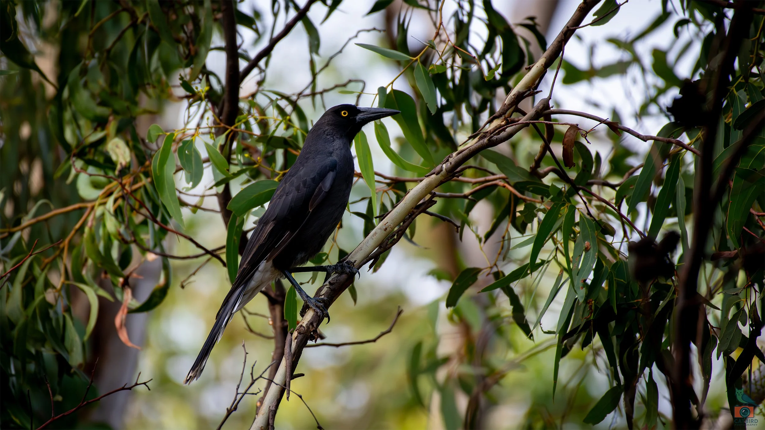 Pied Currawong, Belair National Park, SA, Australia. March 2026.