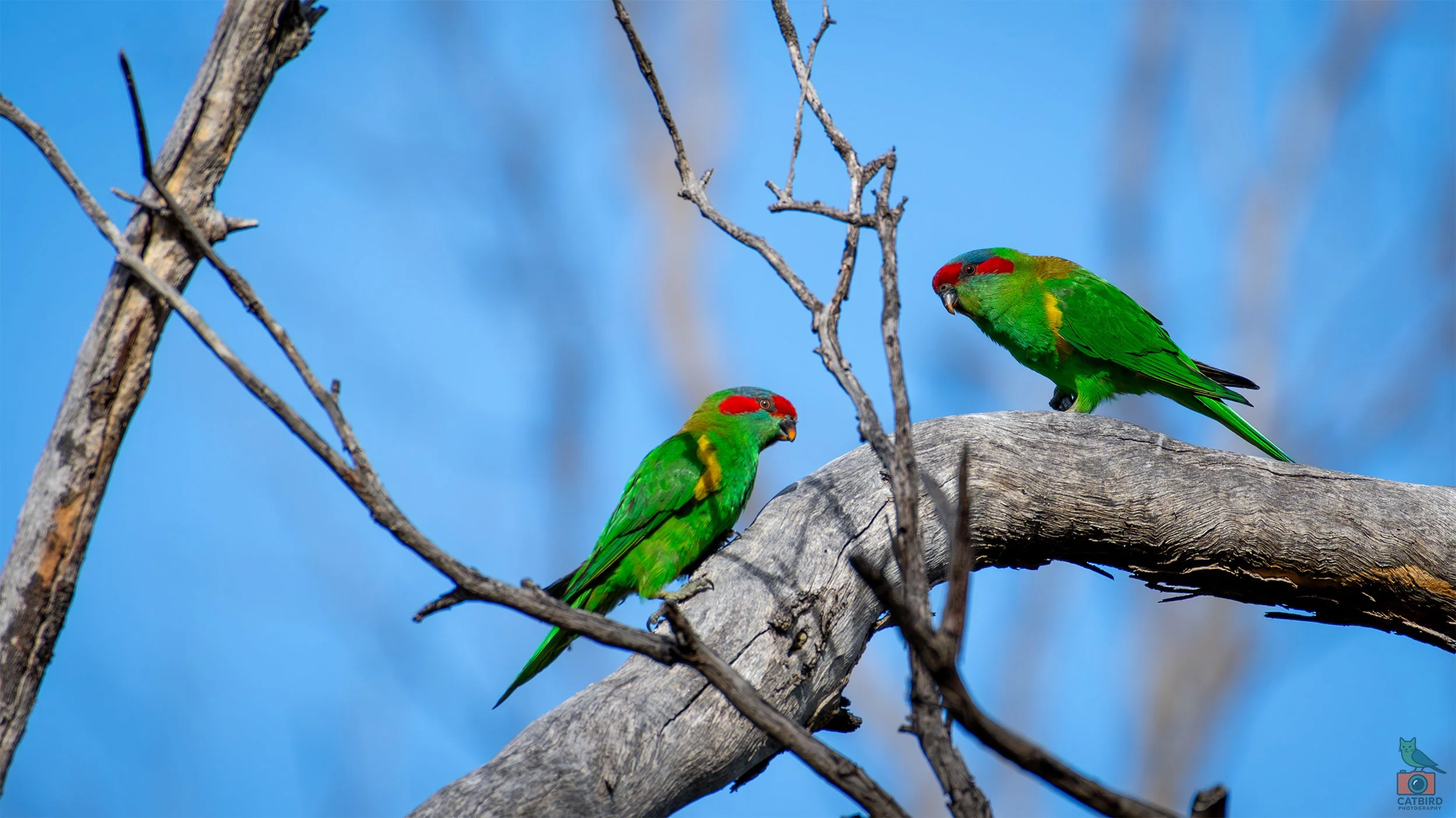 Musk Lorikeet, Belair National Park, SA, Australia. July 2025.