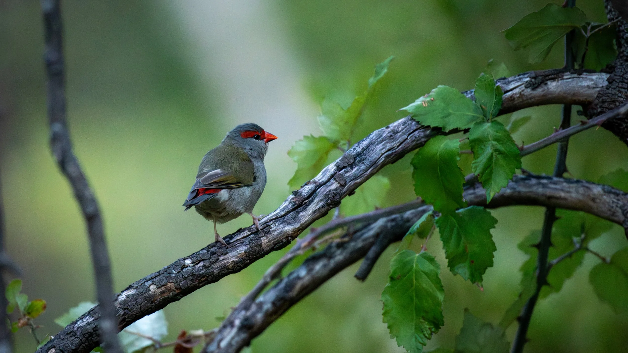 Red Browed Finch, Mt Lofty National Park, SA Australia. January 2026.