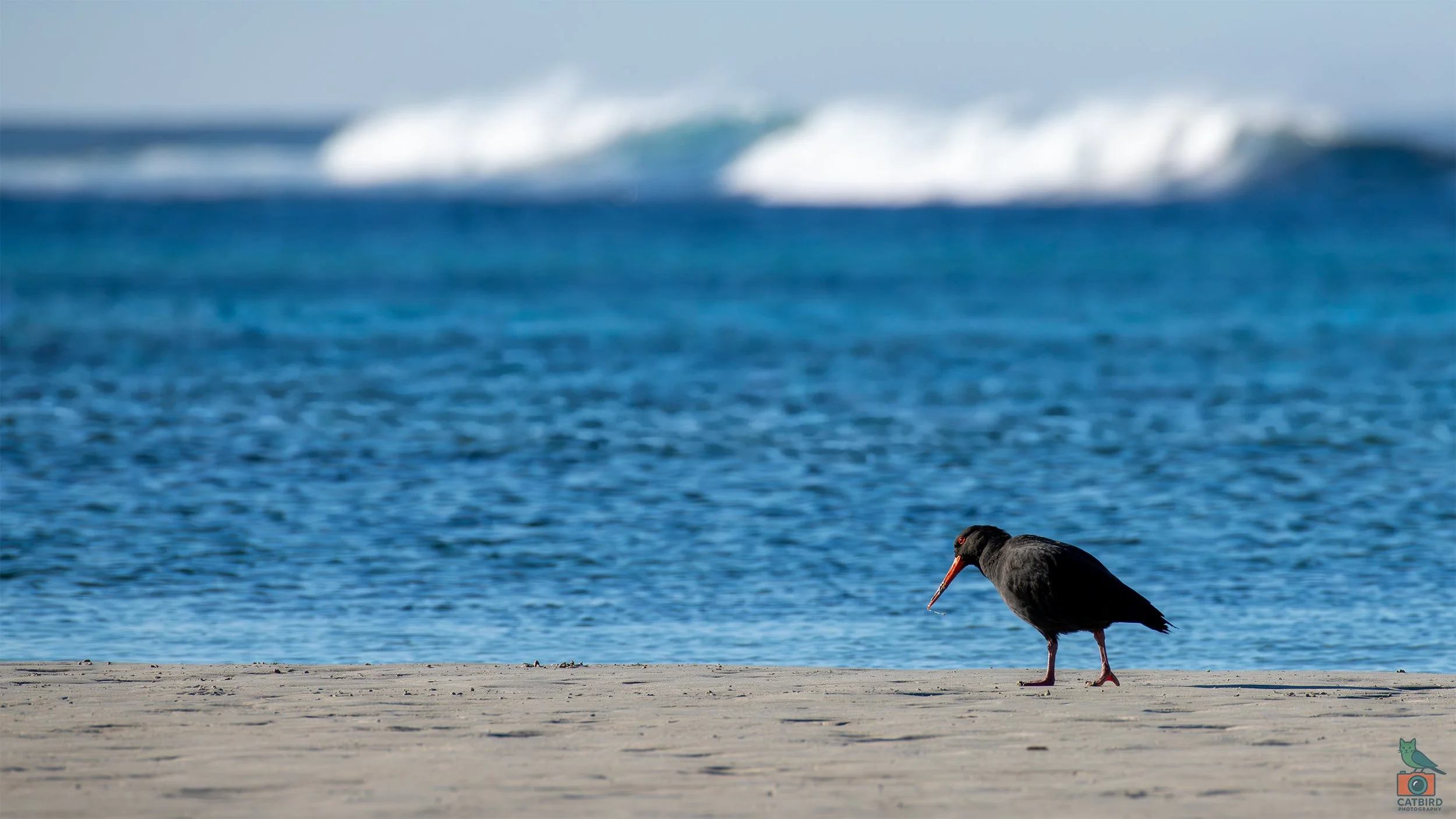 Sooty Oyster Catcher, Port Fairy, VIC, Australia. April 2026.