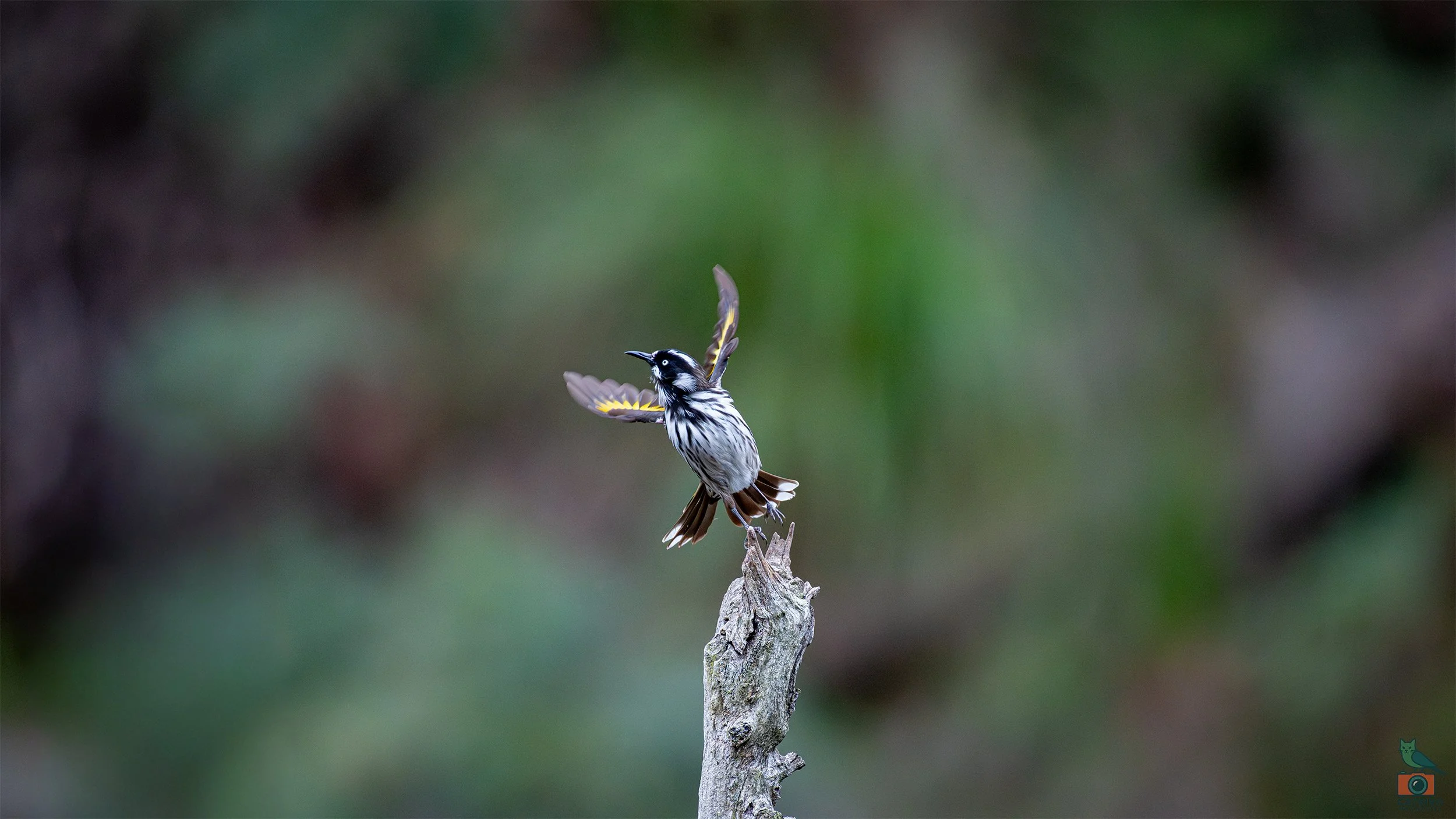 New Holland Honey Eater, Mt Lofty National Park, SA Australia. May 2026.