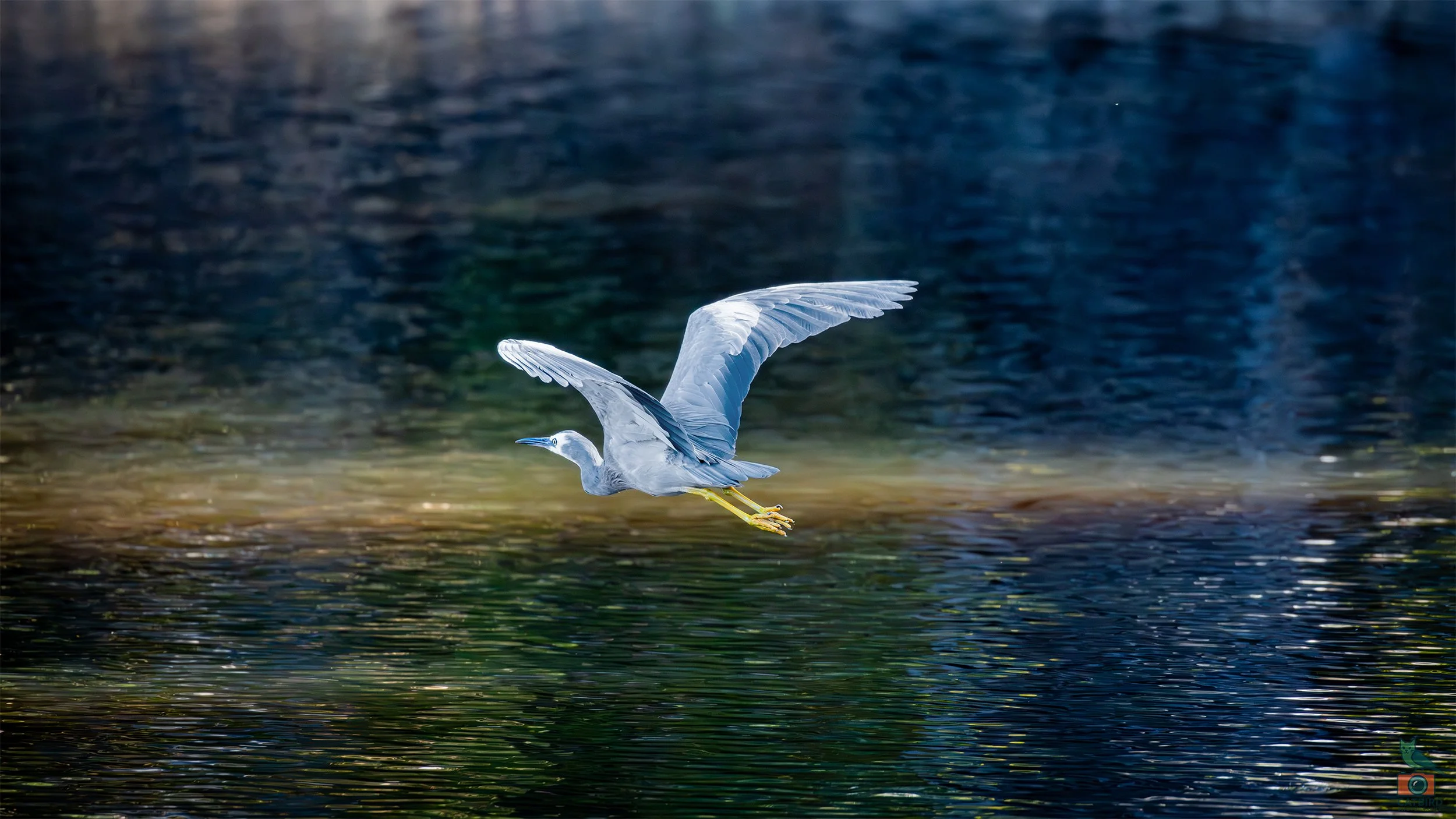 White Faced Heron, Belair National Park, SA, Australia. February 2026.