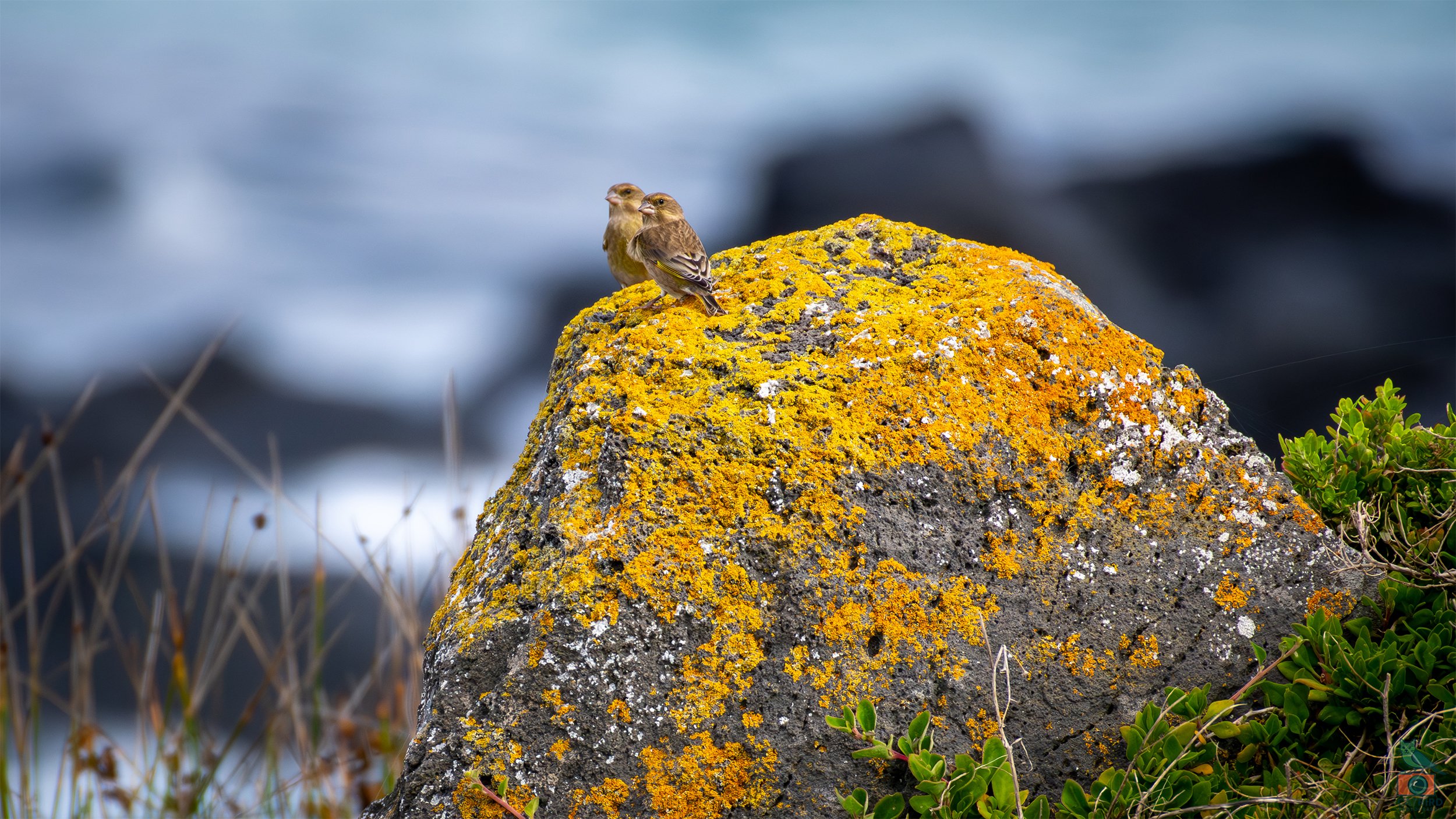 Common Greenfinch, Port Fairy, VIC, Australia. May 2026.