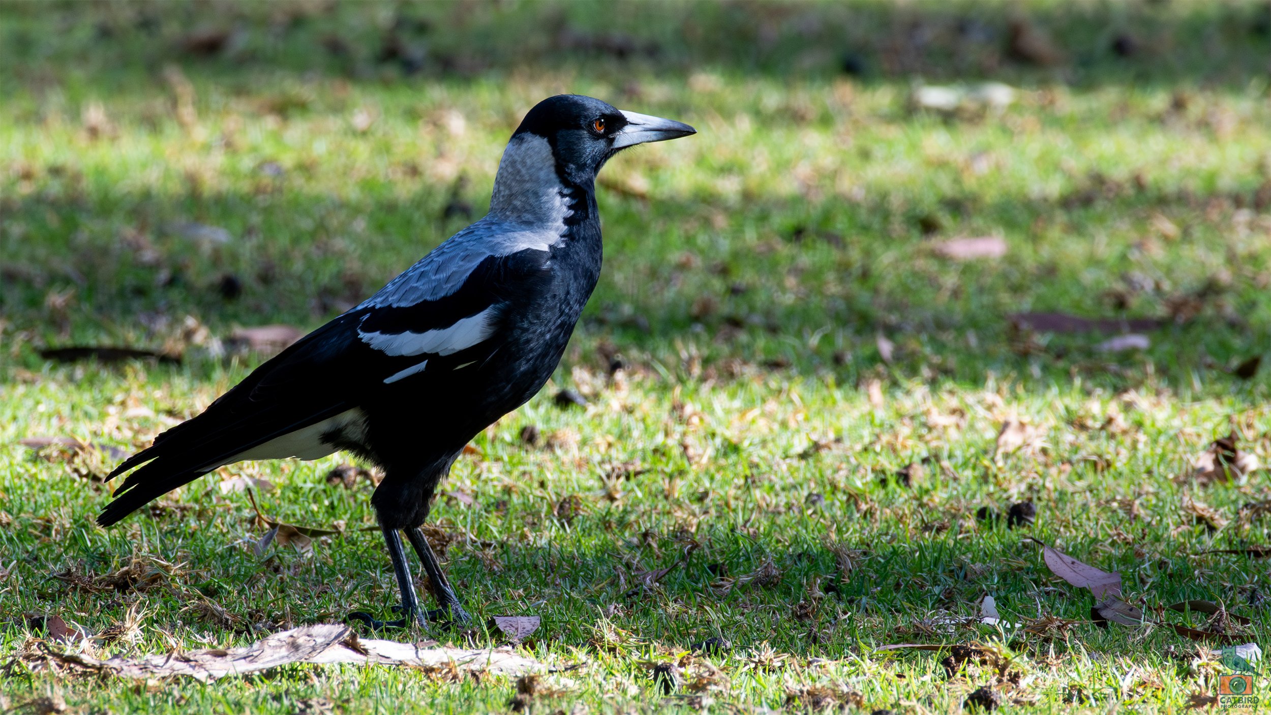 Australian Magpie, Belair National Park, SA Australia. March 2025.