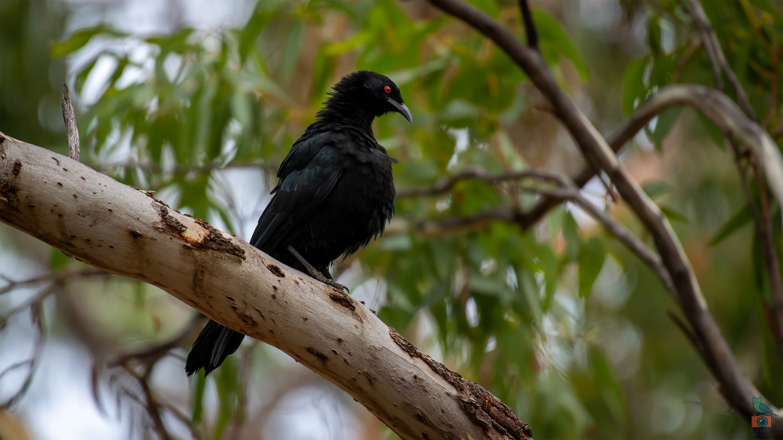 White Winged Chough, Belair National Park, SA, Australia. March 2026.