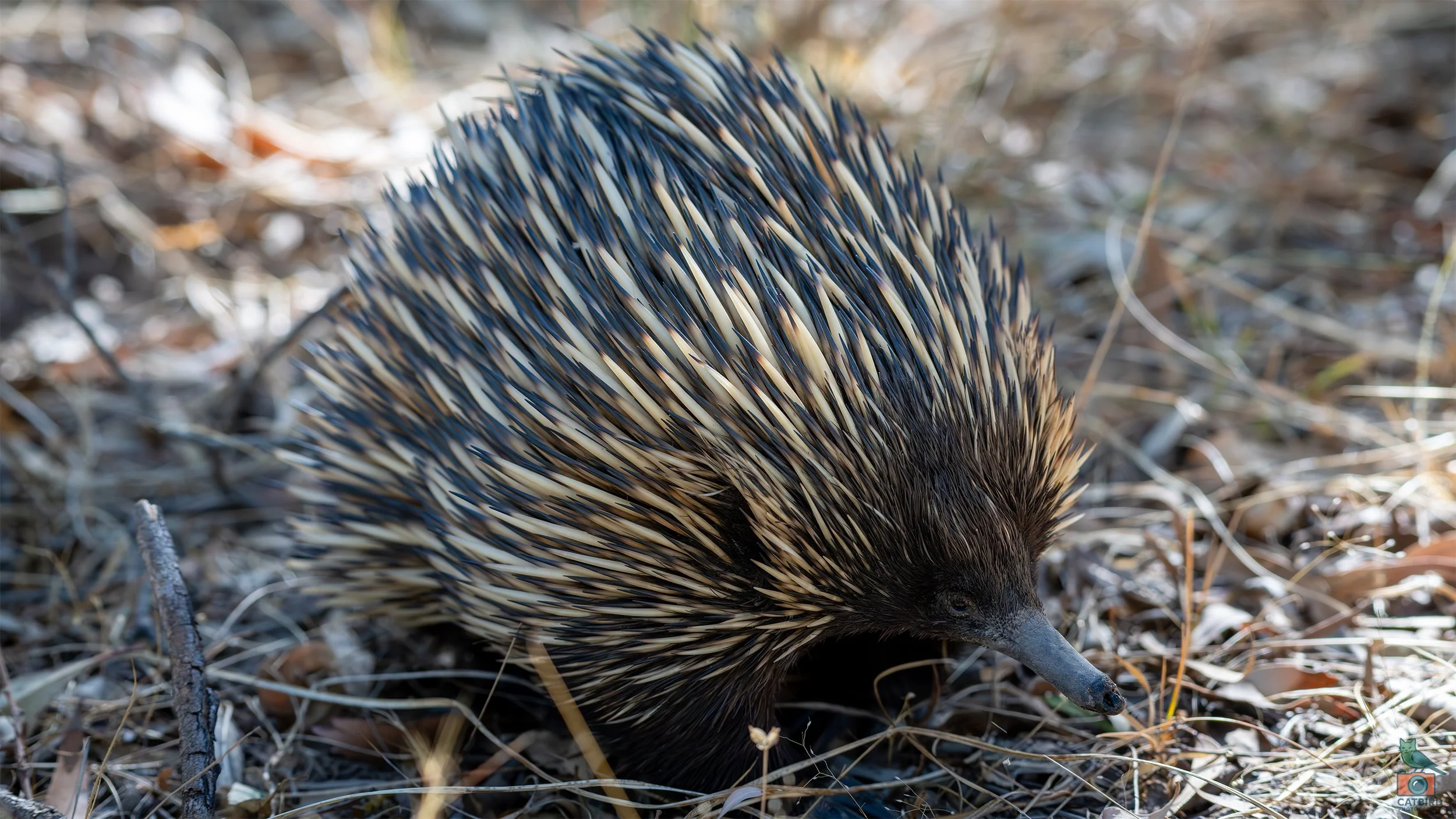 Echidna, Belair National Park, SA, Australia. February 2026.