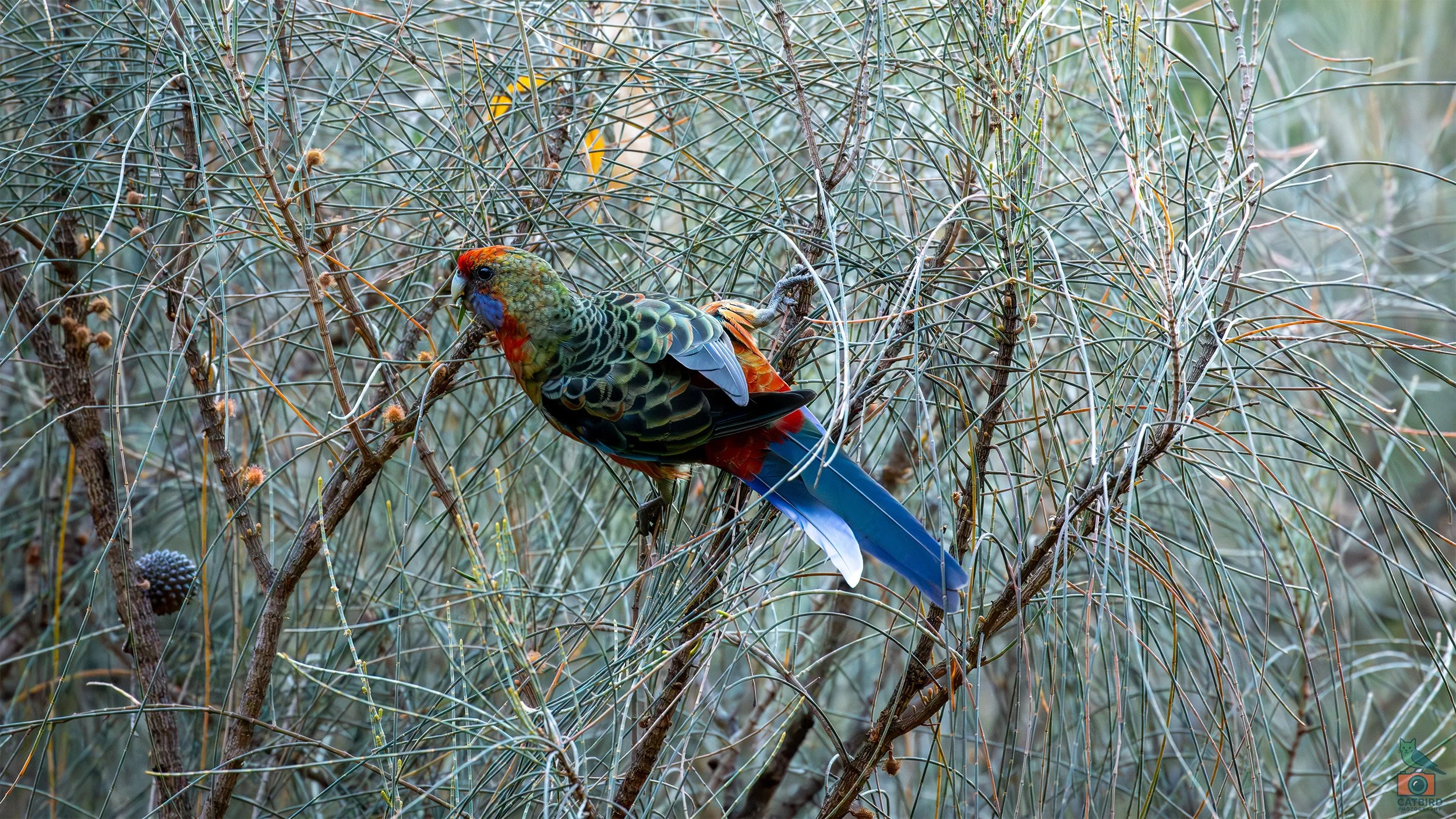 Adelaide Rosella, Mt Lofty National Park, SA Australia. January 2026.